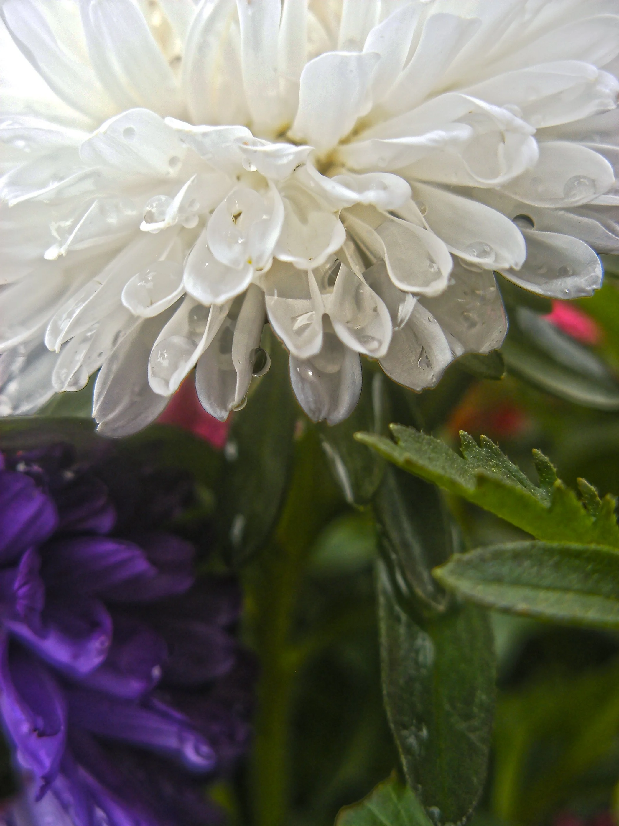 Dahlia 1999 copy.jpg