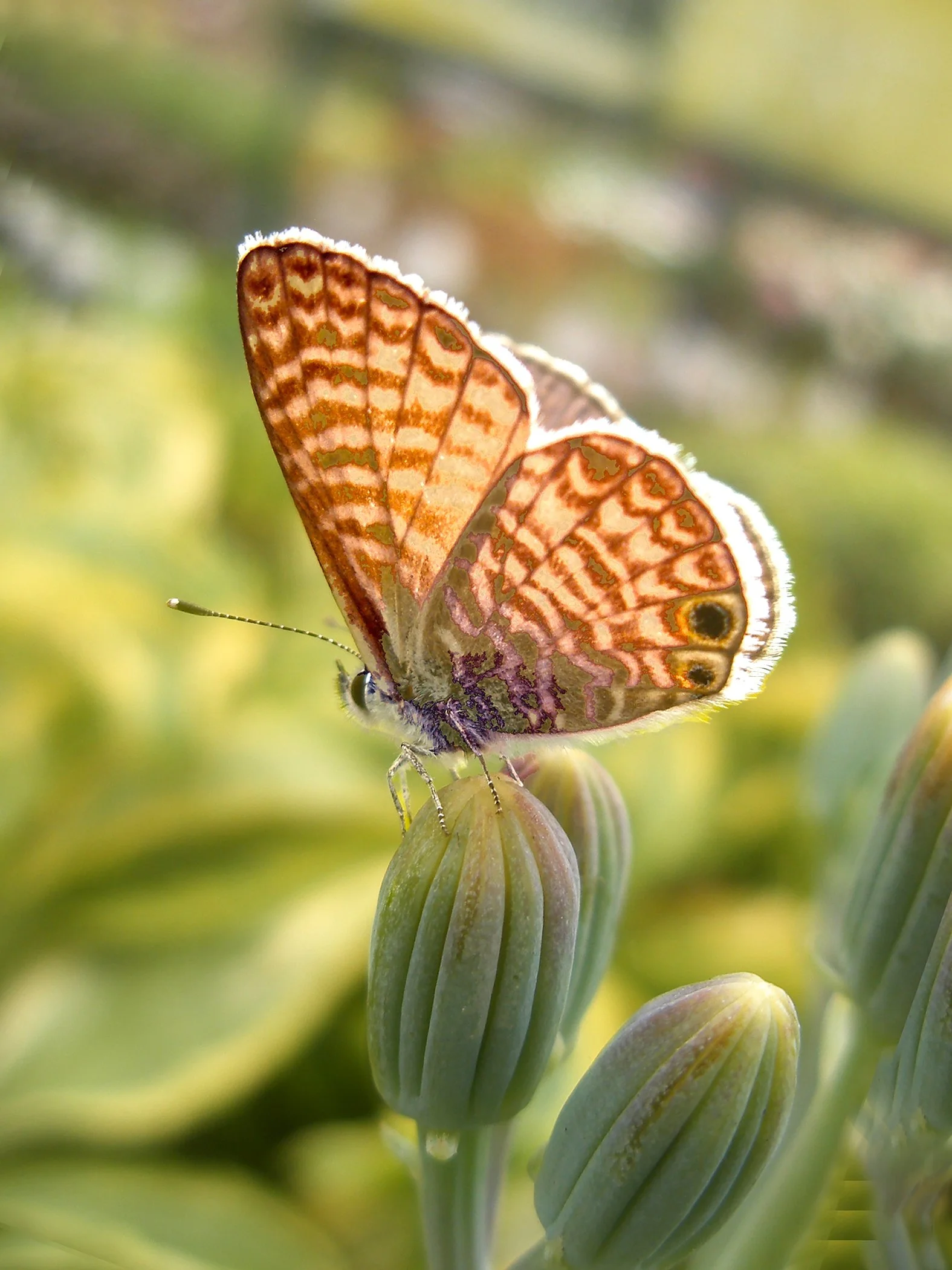 Butterfly 1872 copy.jpg
