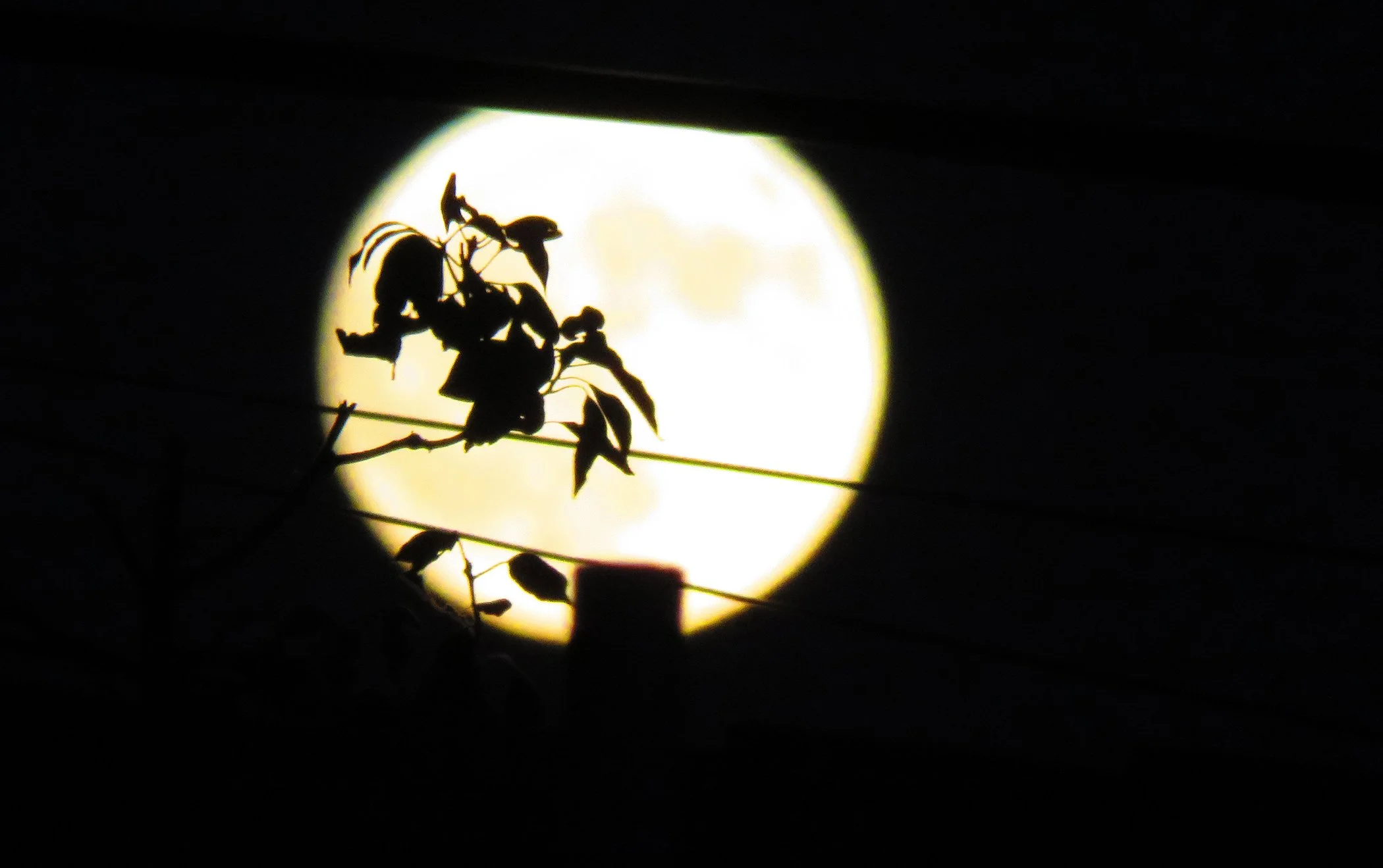 Zen Moon_0963 copy.jpg