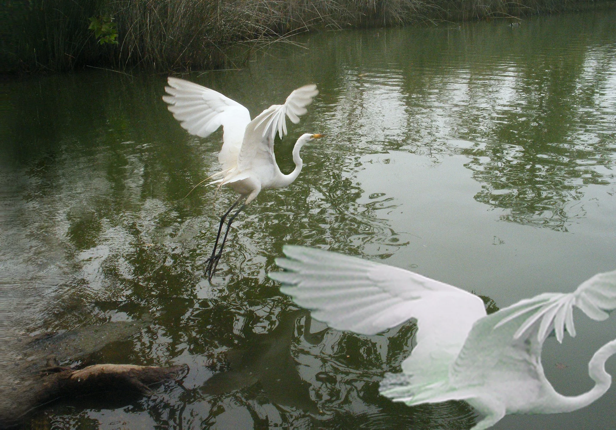 Egrets 3118 card copy.jpg