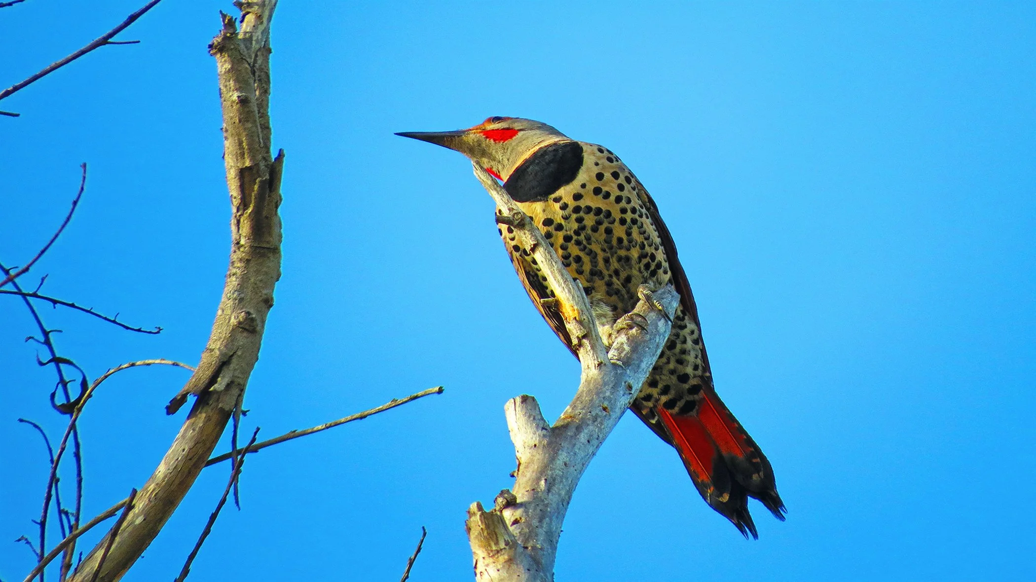Northern Flicker_2769 copy.jpg