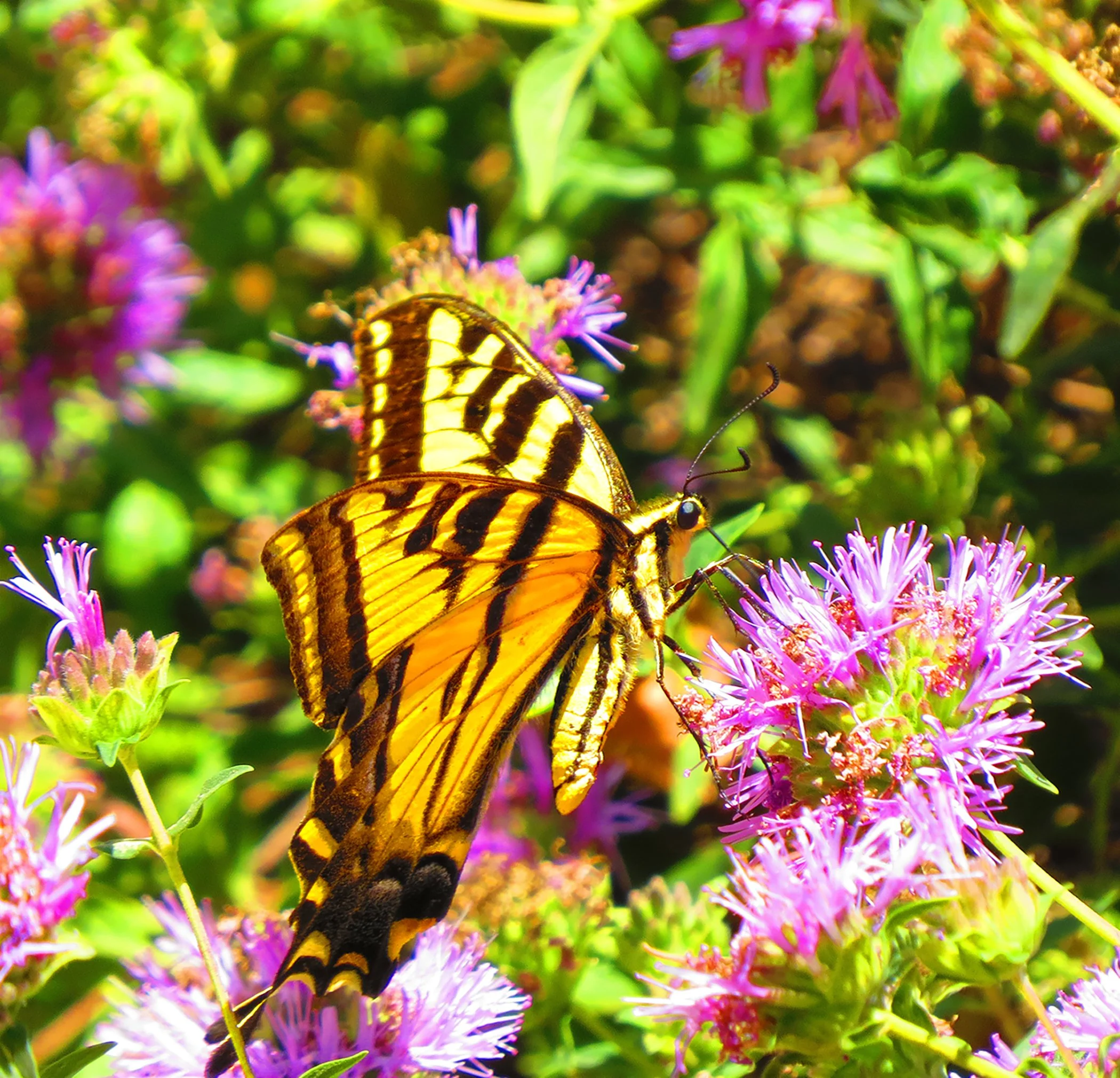 Butterfly_8788 crop.jpg