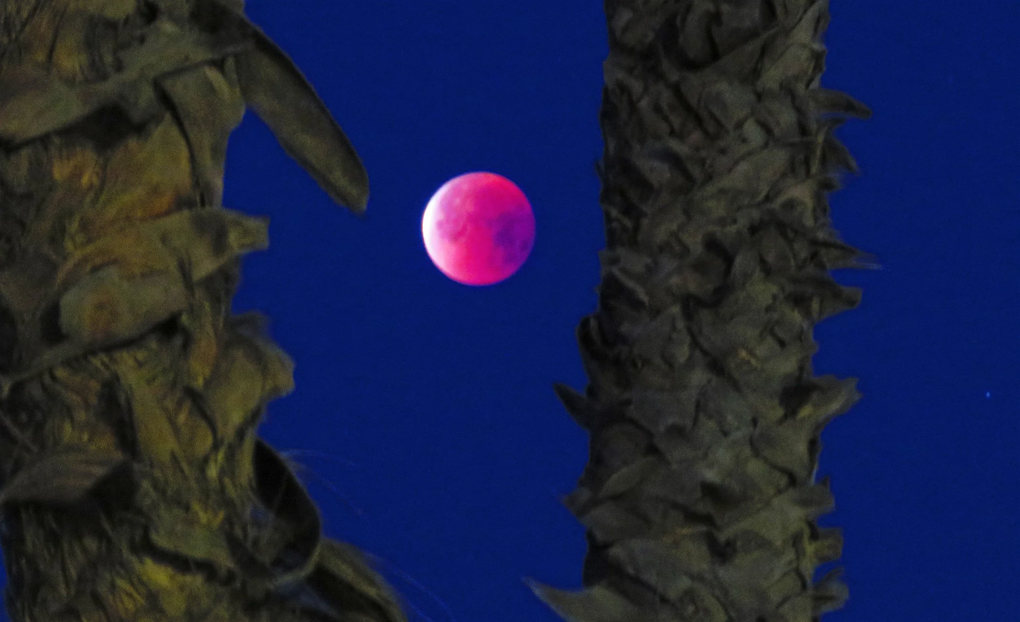 Blood Moon_9776 copy.jpg