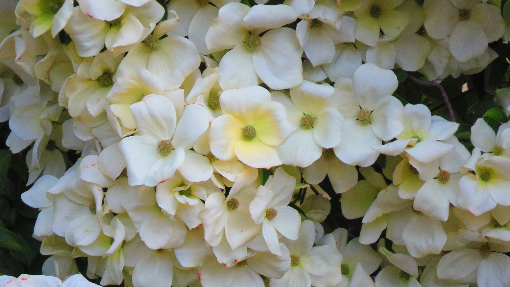 Dogwood_1765 copy.jpg