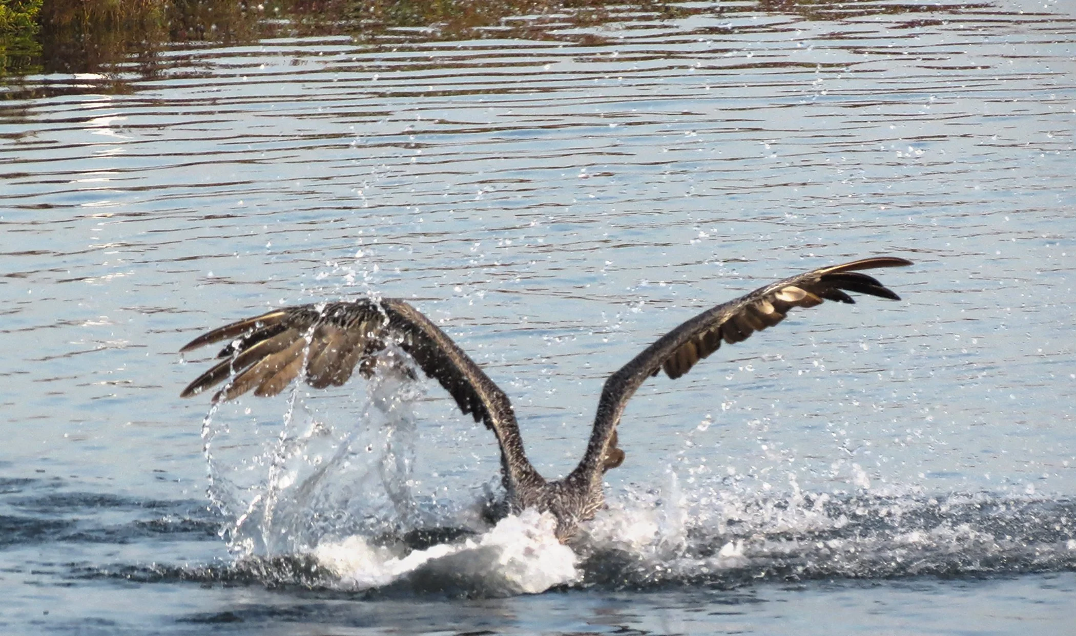 Pelican_9348 copy.jpg