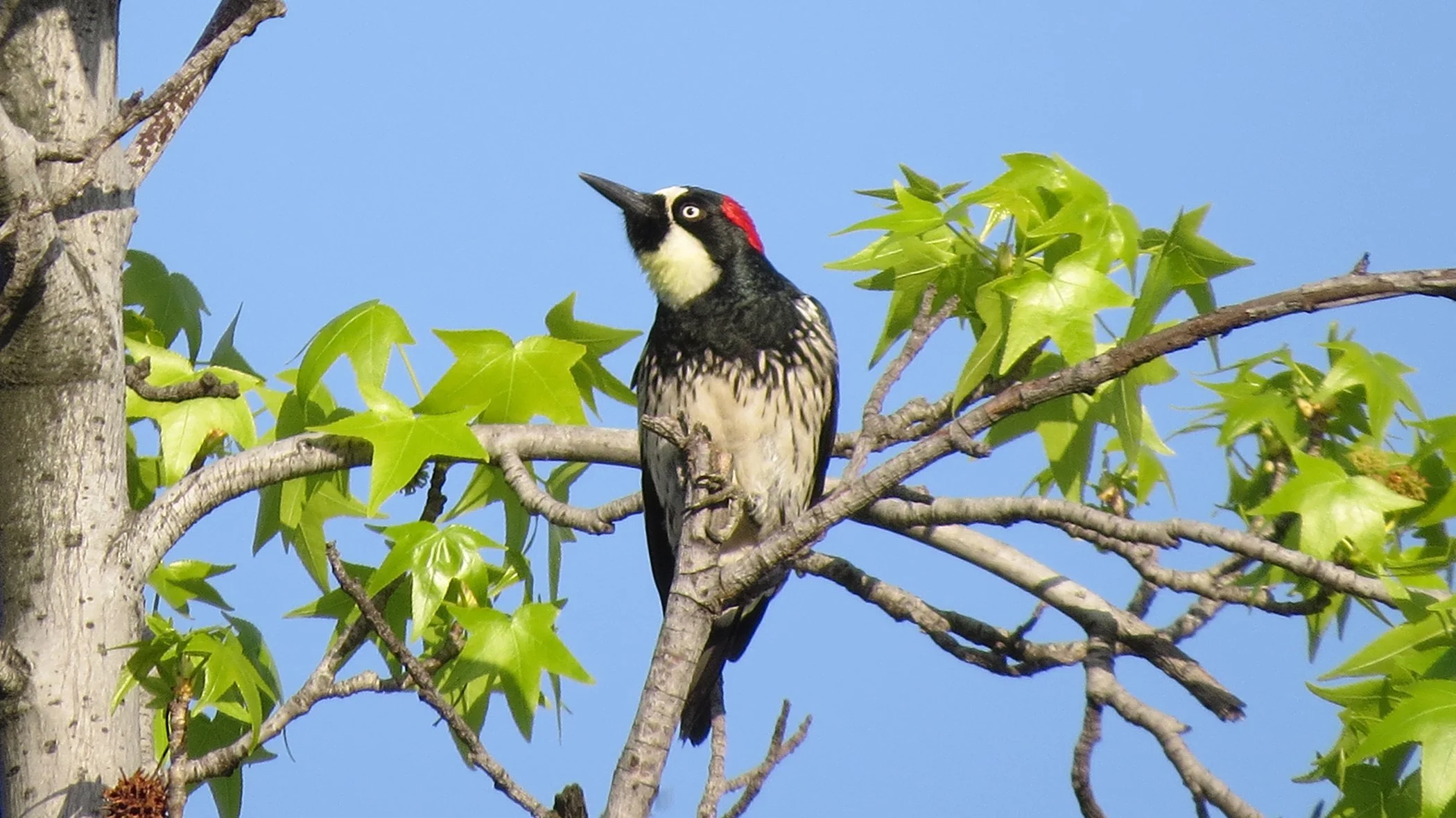 Woodpecker_8423 copy.jpg