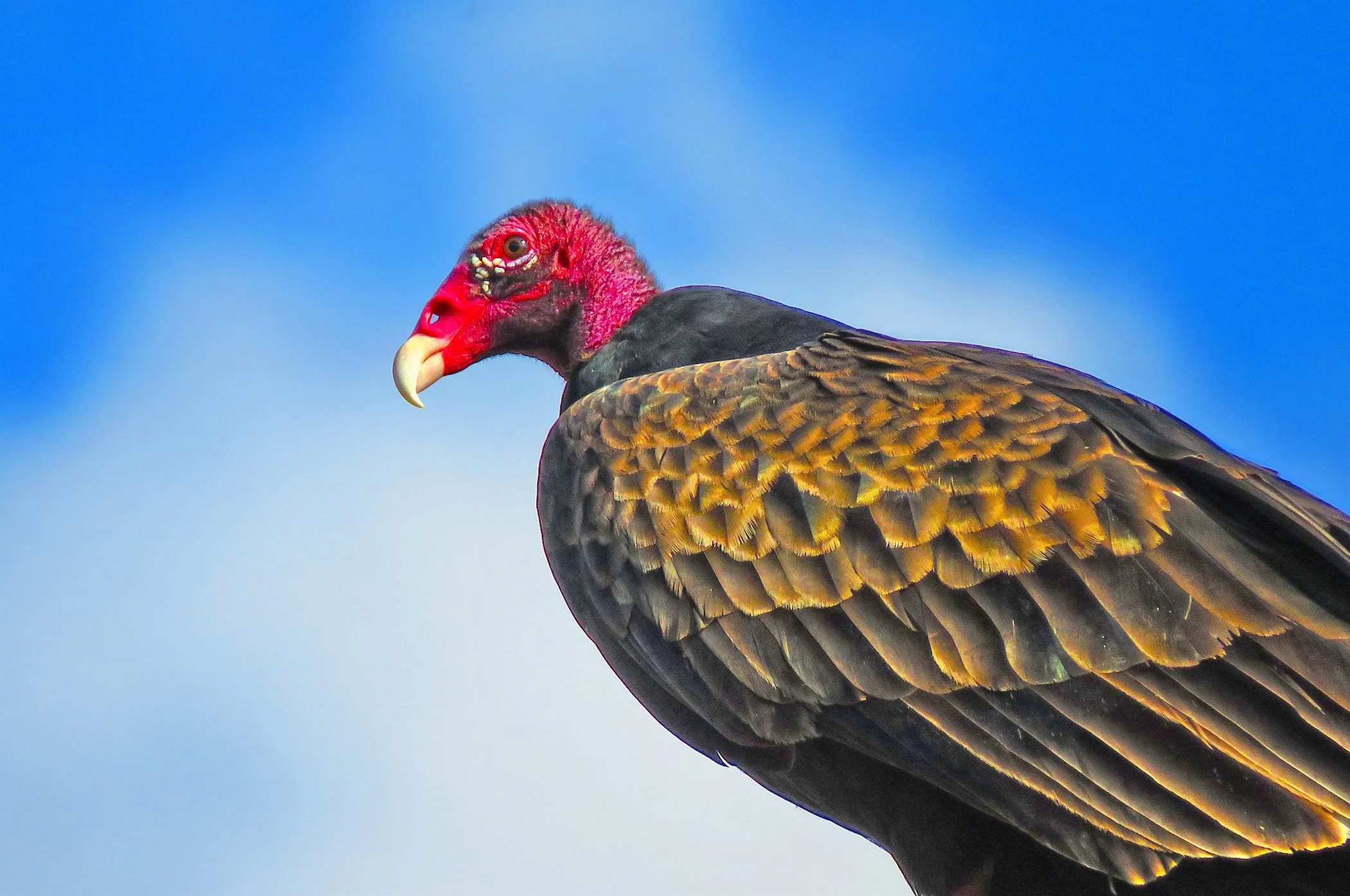 Vulture_8801 copy.jpg