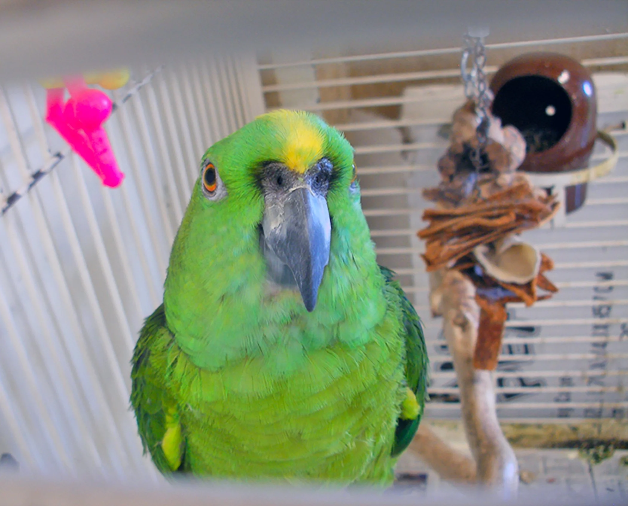 Parot 2657.jpg