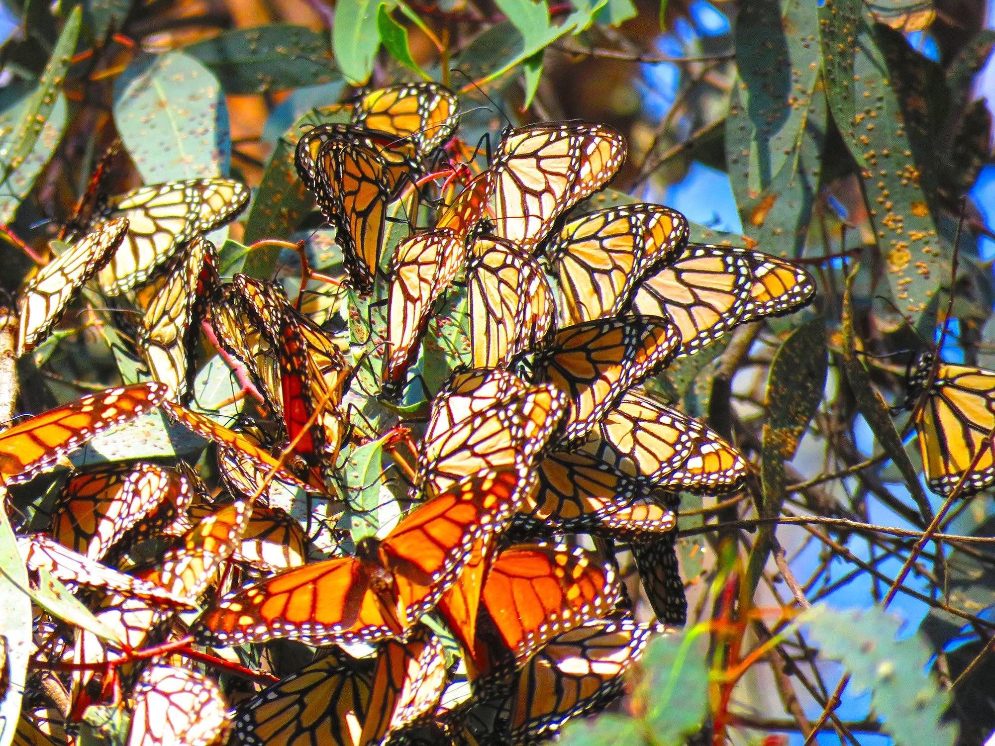 50 Butterflys_0491 .jpg