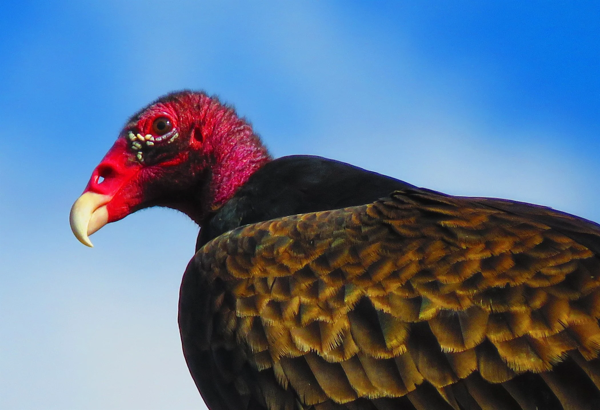 Vulture_8801 crop copy.jpg