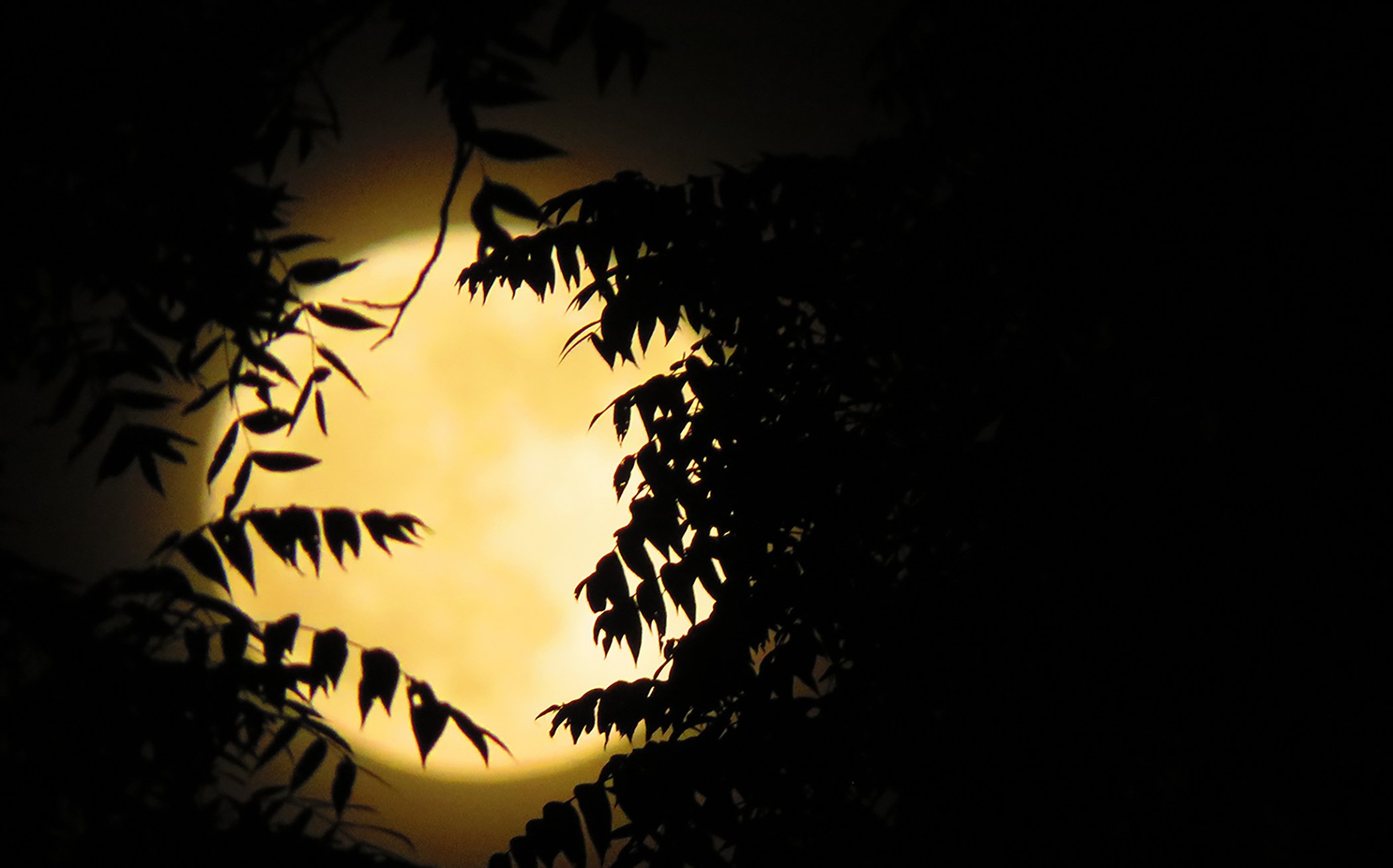 Zen Moon_8142 copy.jpg