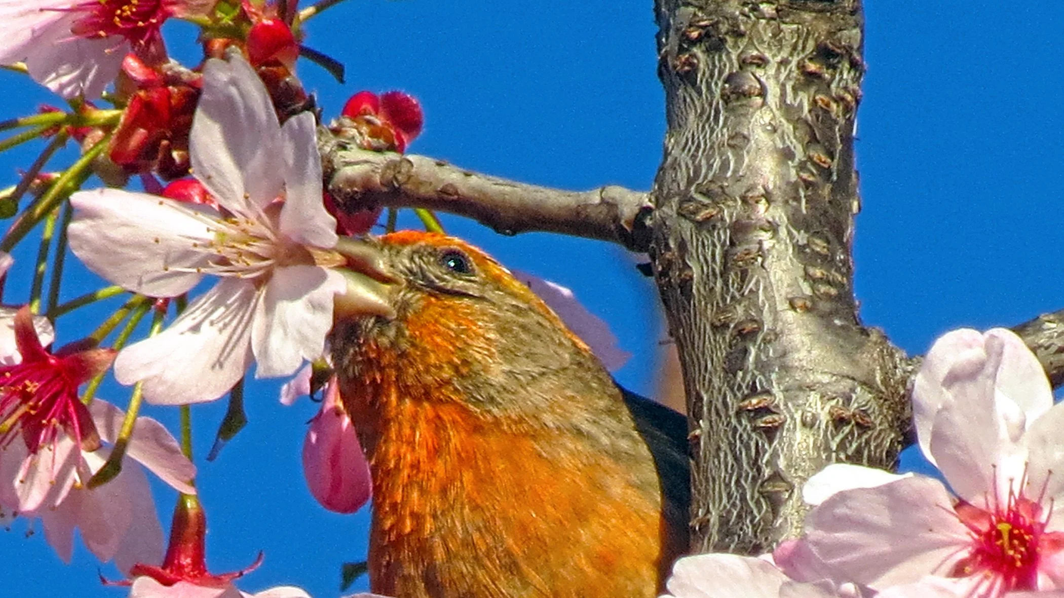 Bird with Flowers_3277 copy.jpg