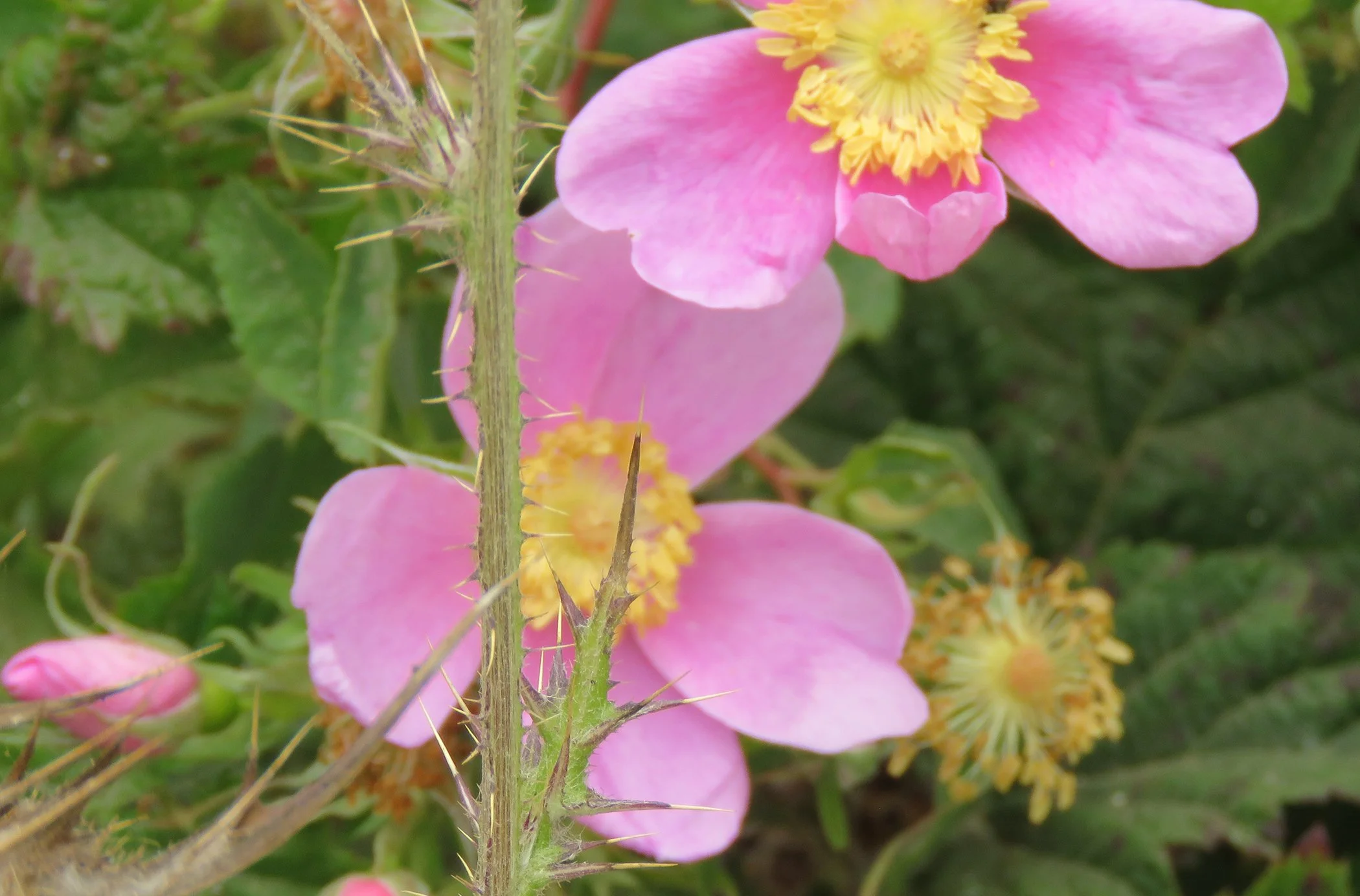 Flower_6200 copy.jpg