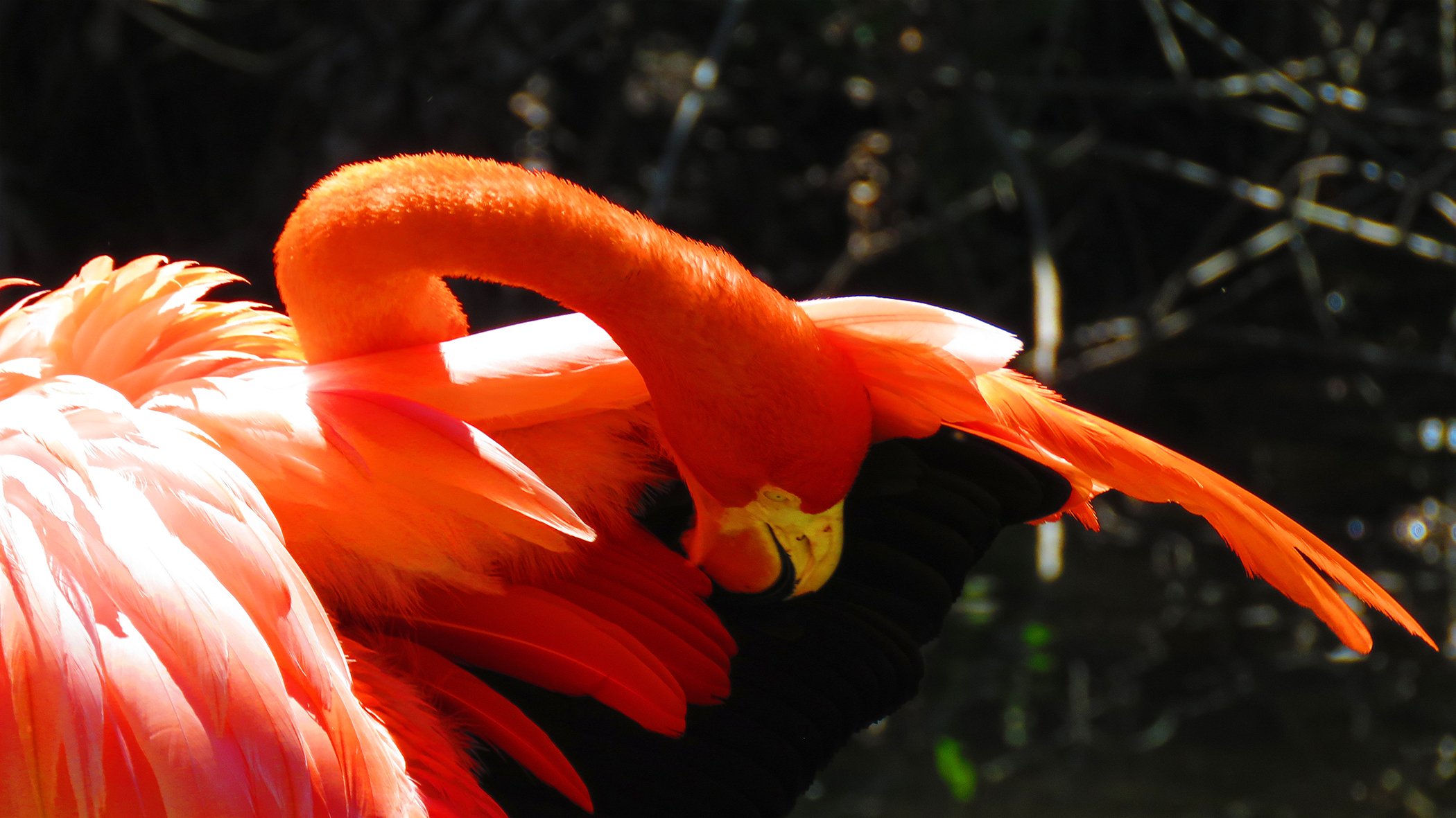 Flamingo_9148 copy.jpg