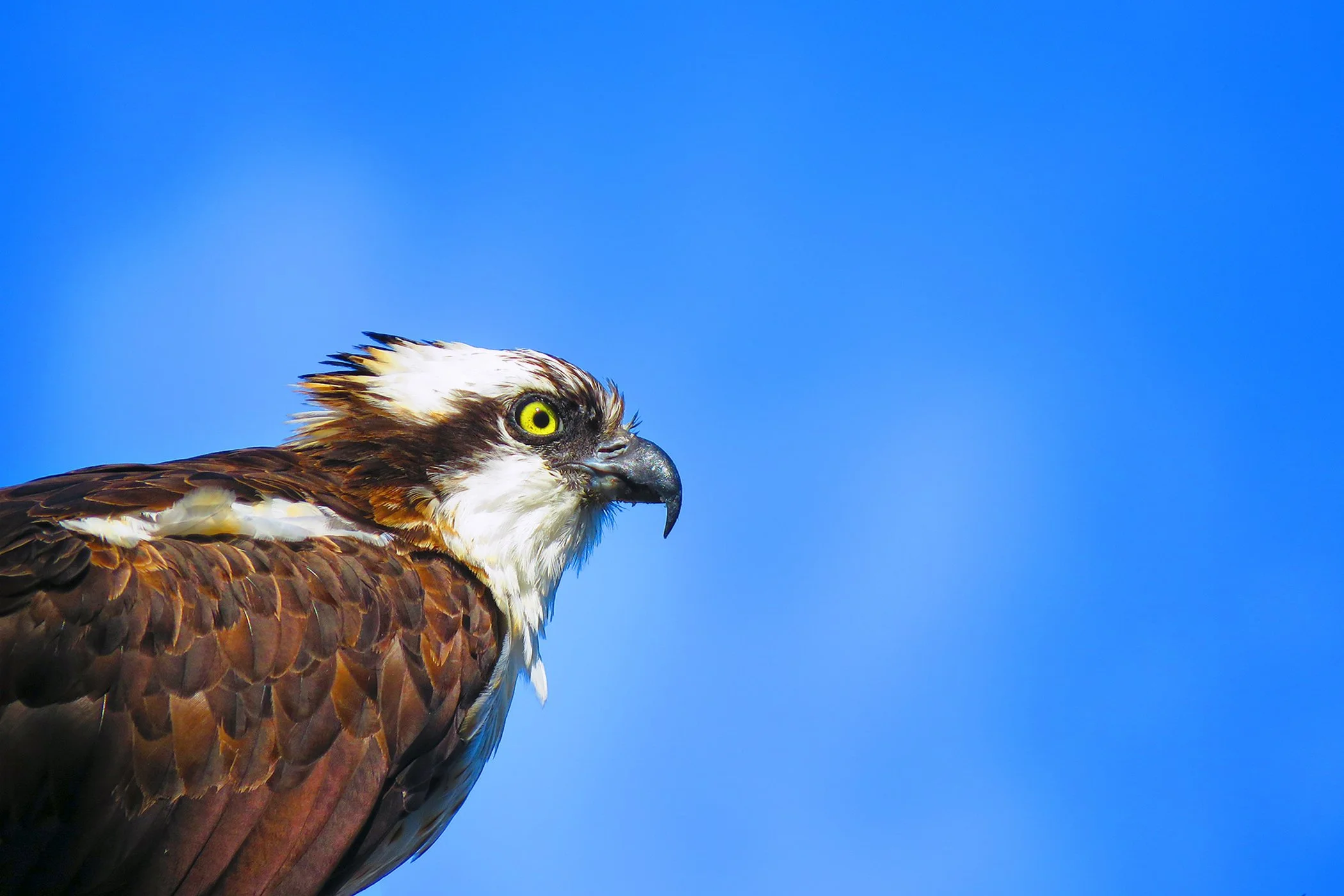 Osprey_6434 copy.jpg