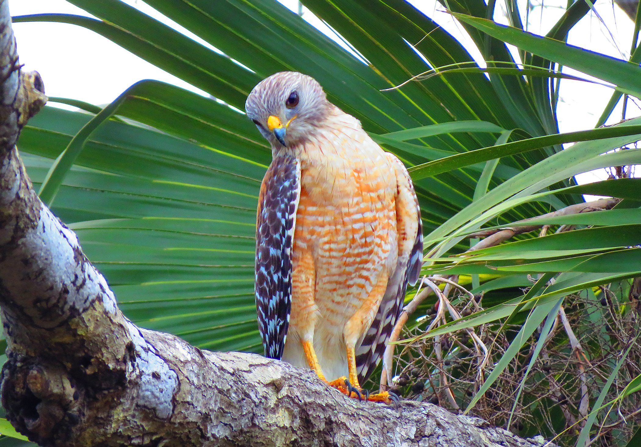 Red Shouldered Hawk_8704.jpg