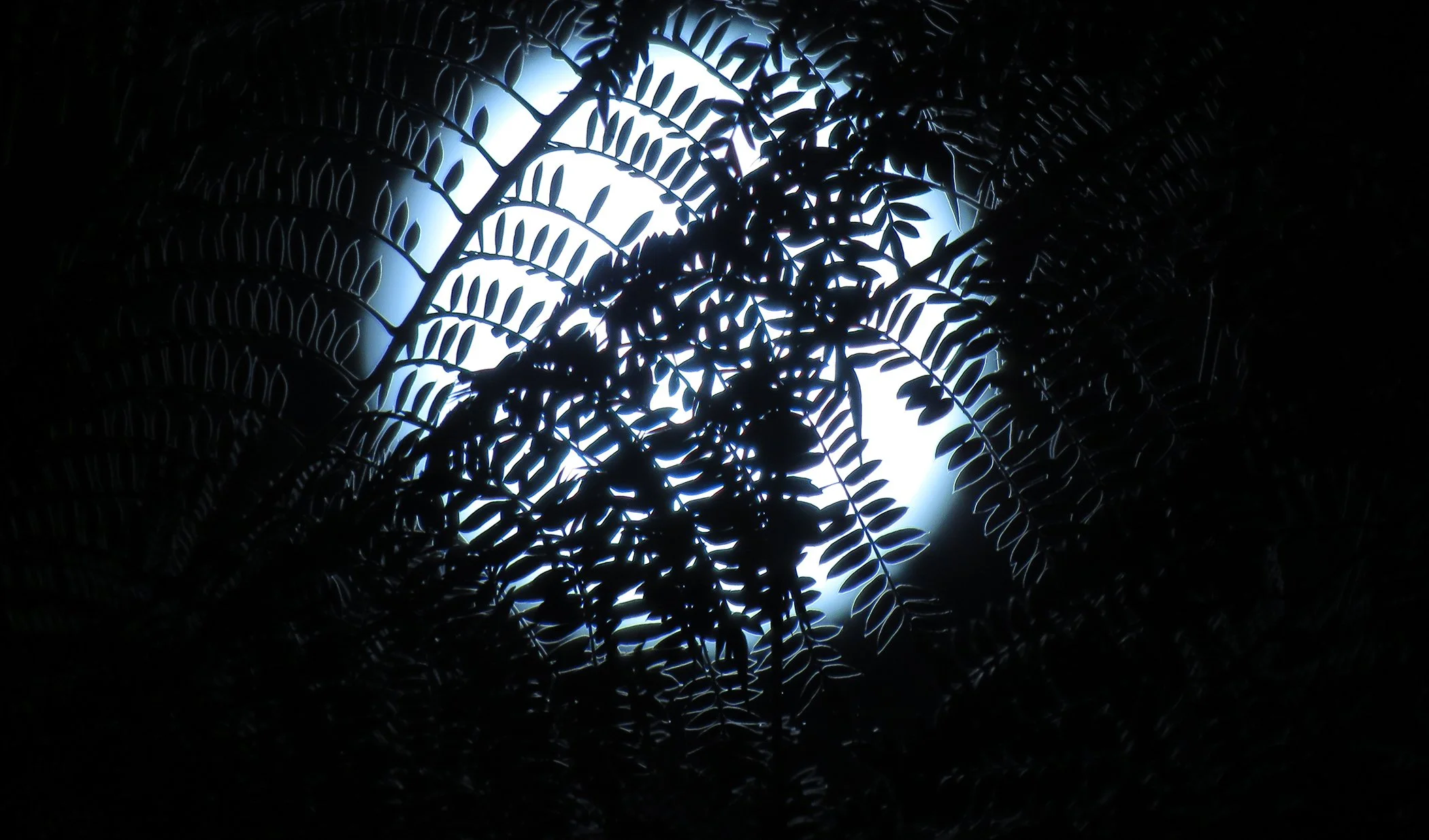 Zen Moon_0626 copy.jpg