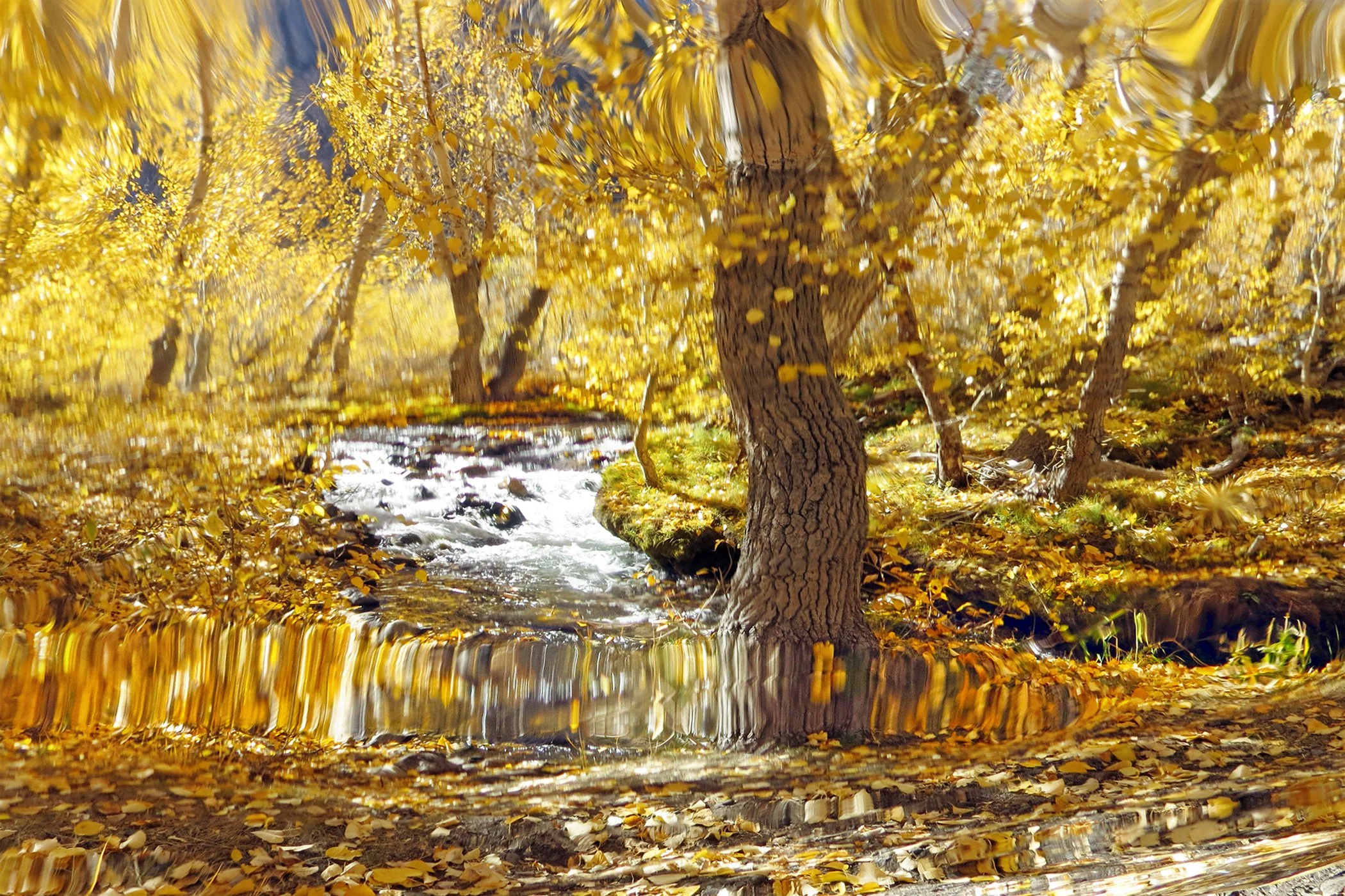 Distorted _4888 copy.jpg