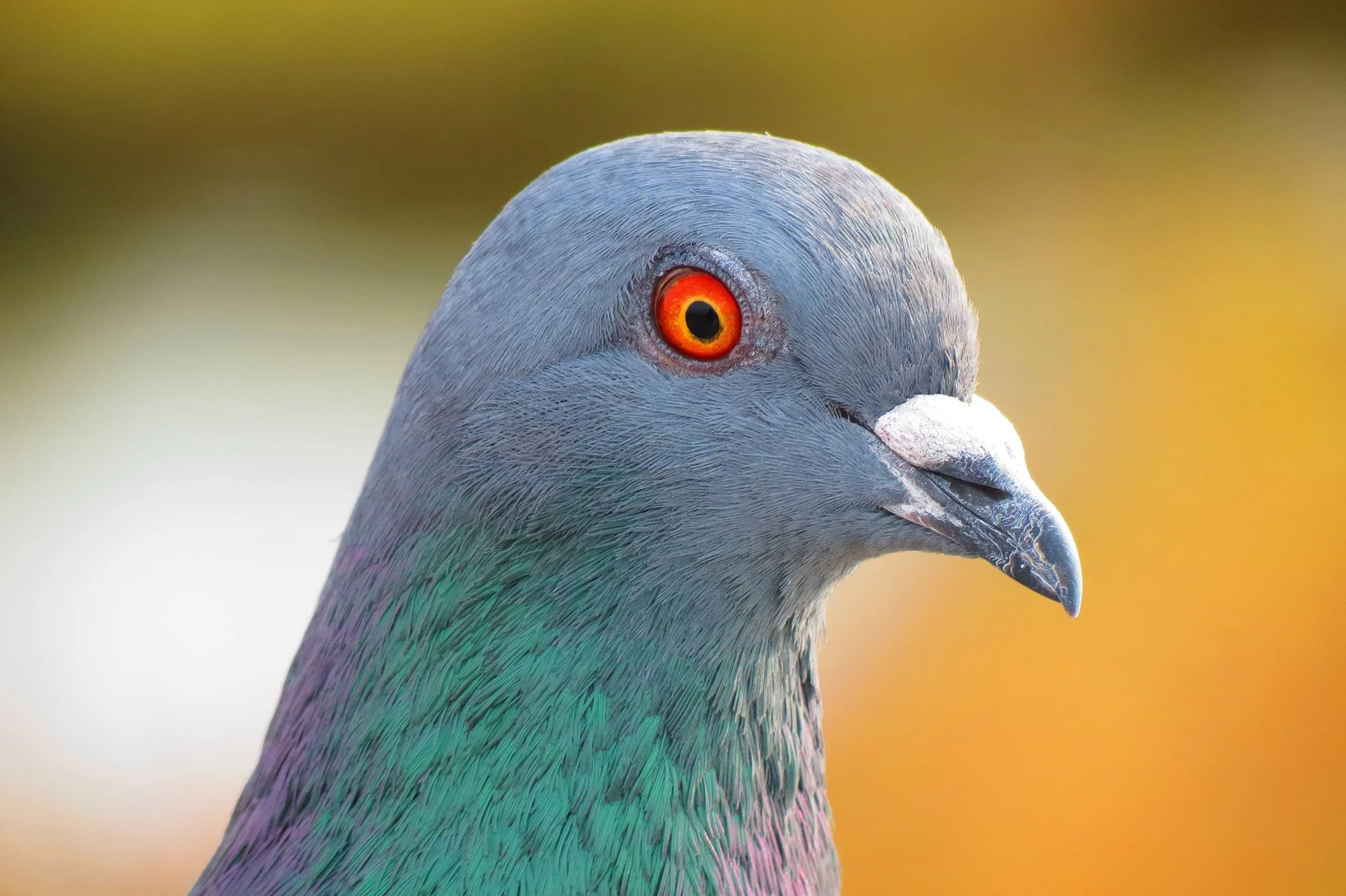 Pigeon_9132 copy.jpg