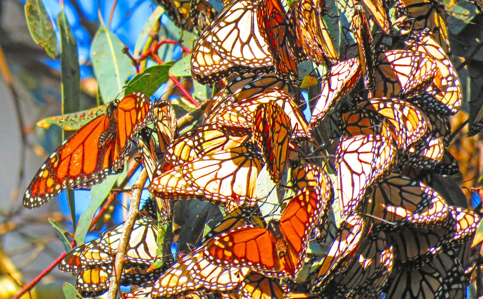 5 Butterflys_0142.jpg