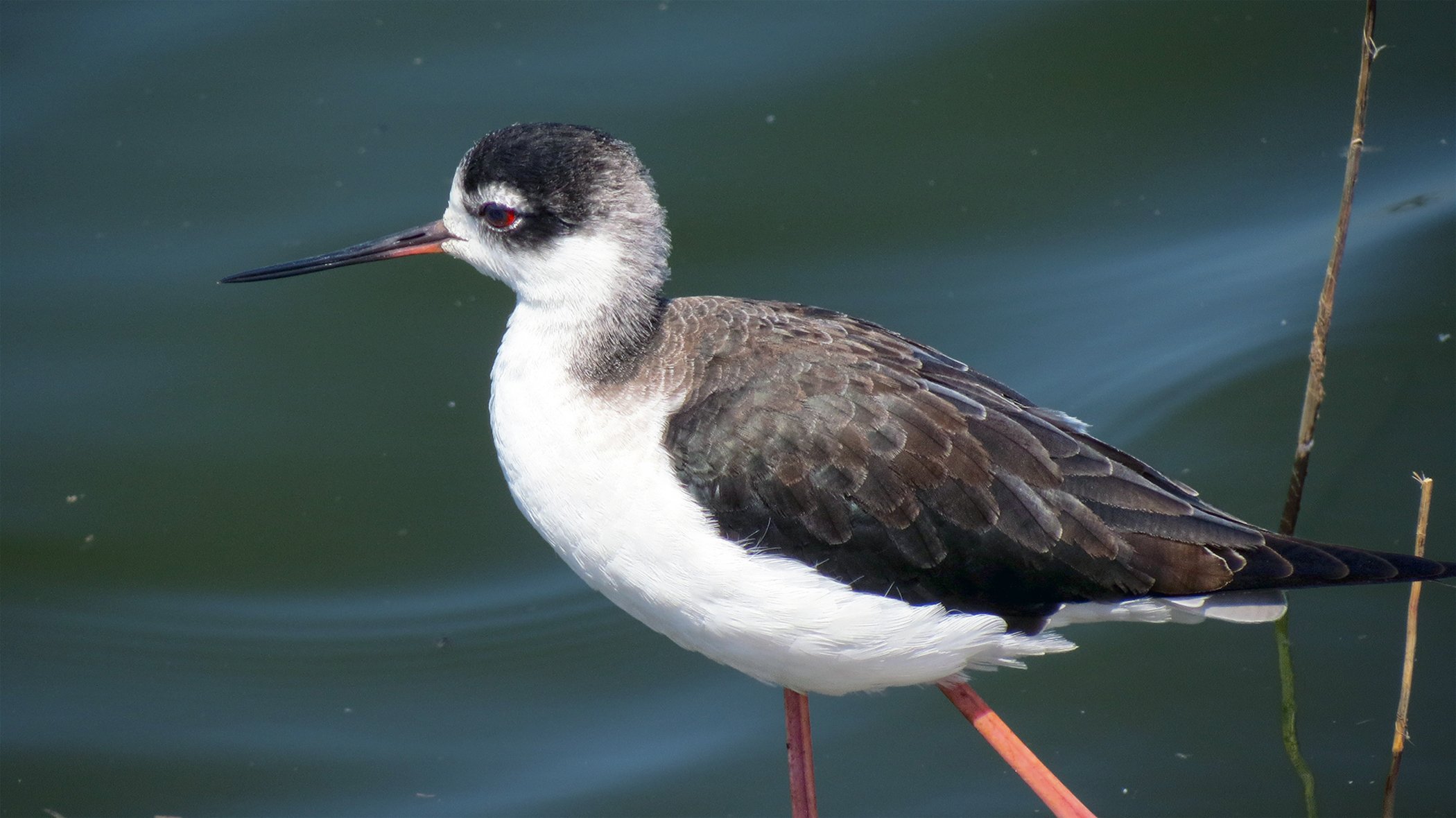 Black necked Stilt_7540 copy.jpg