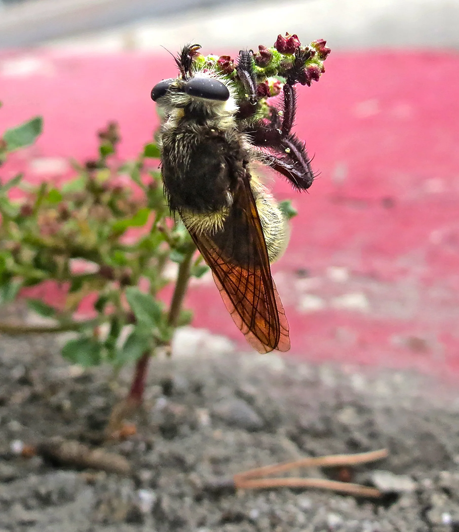 Bug_7363 copy 2.jpg