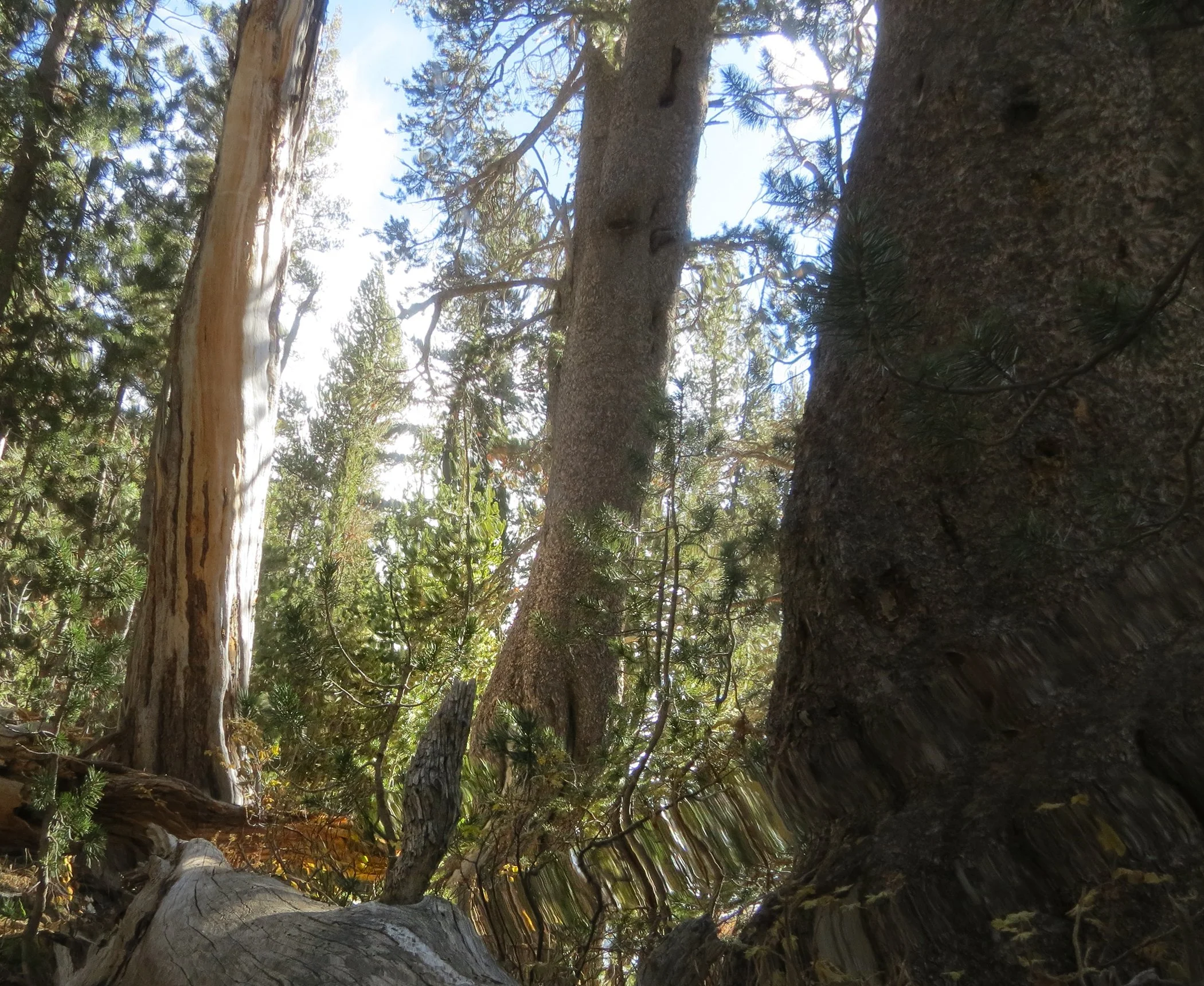 Distorted Yosemite_5606 copy.jpg