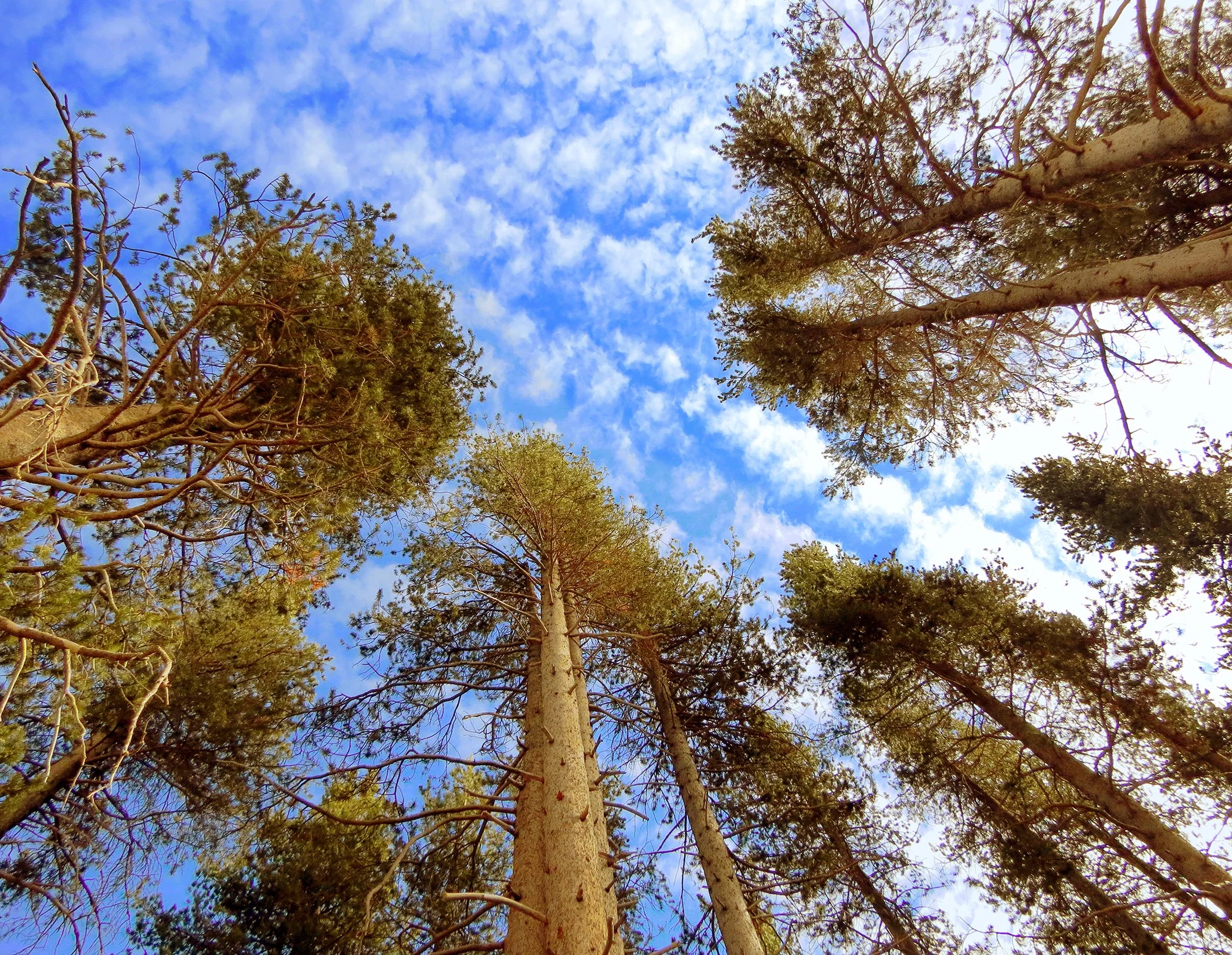 28x22 Yosemite redwoods copy.jpg
