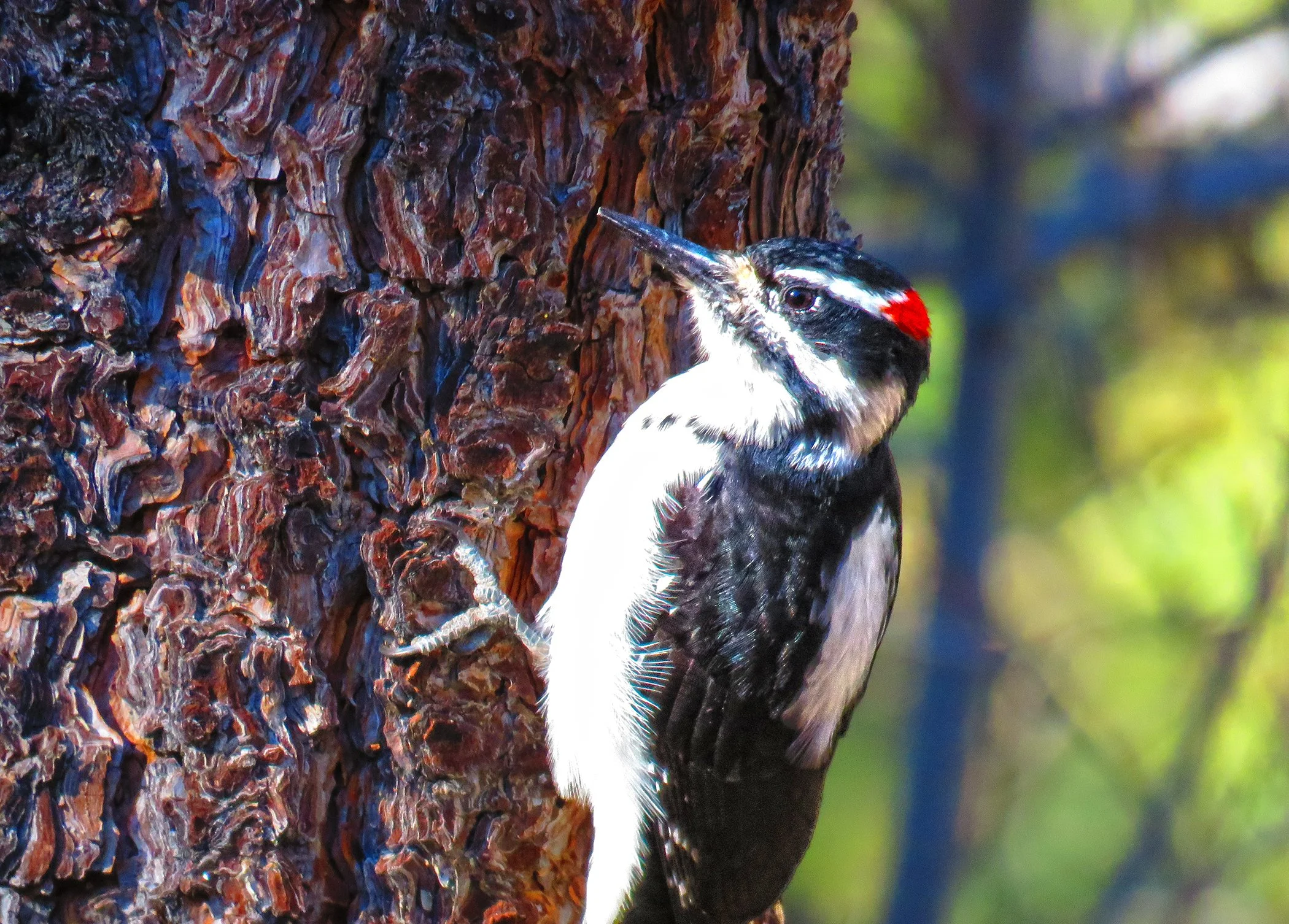 Redheaded woodpocker_8388 copy.jpg