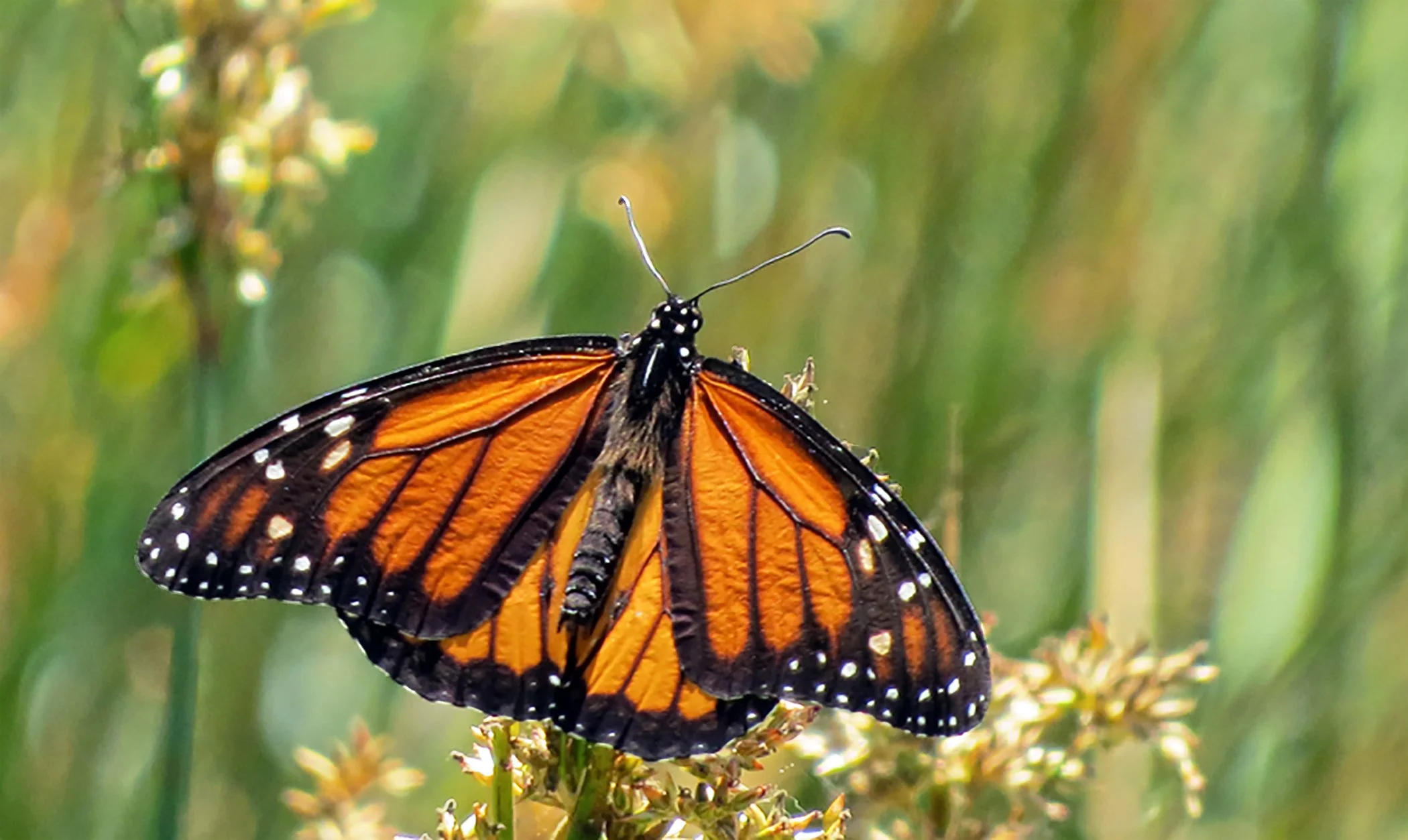 Butterfly _8734 copy.jpg