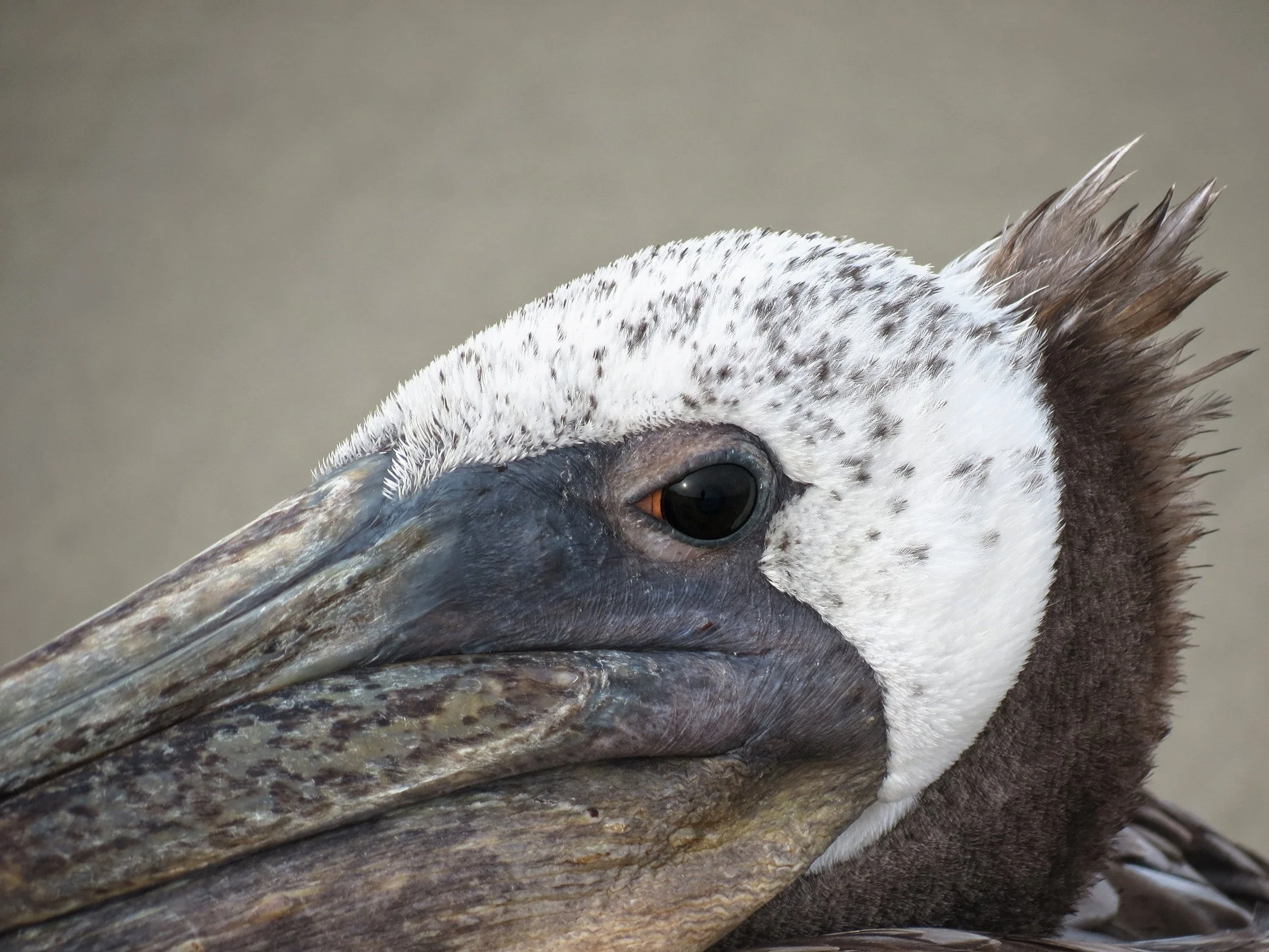 Pelican_7121 copy.jpg