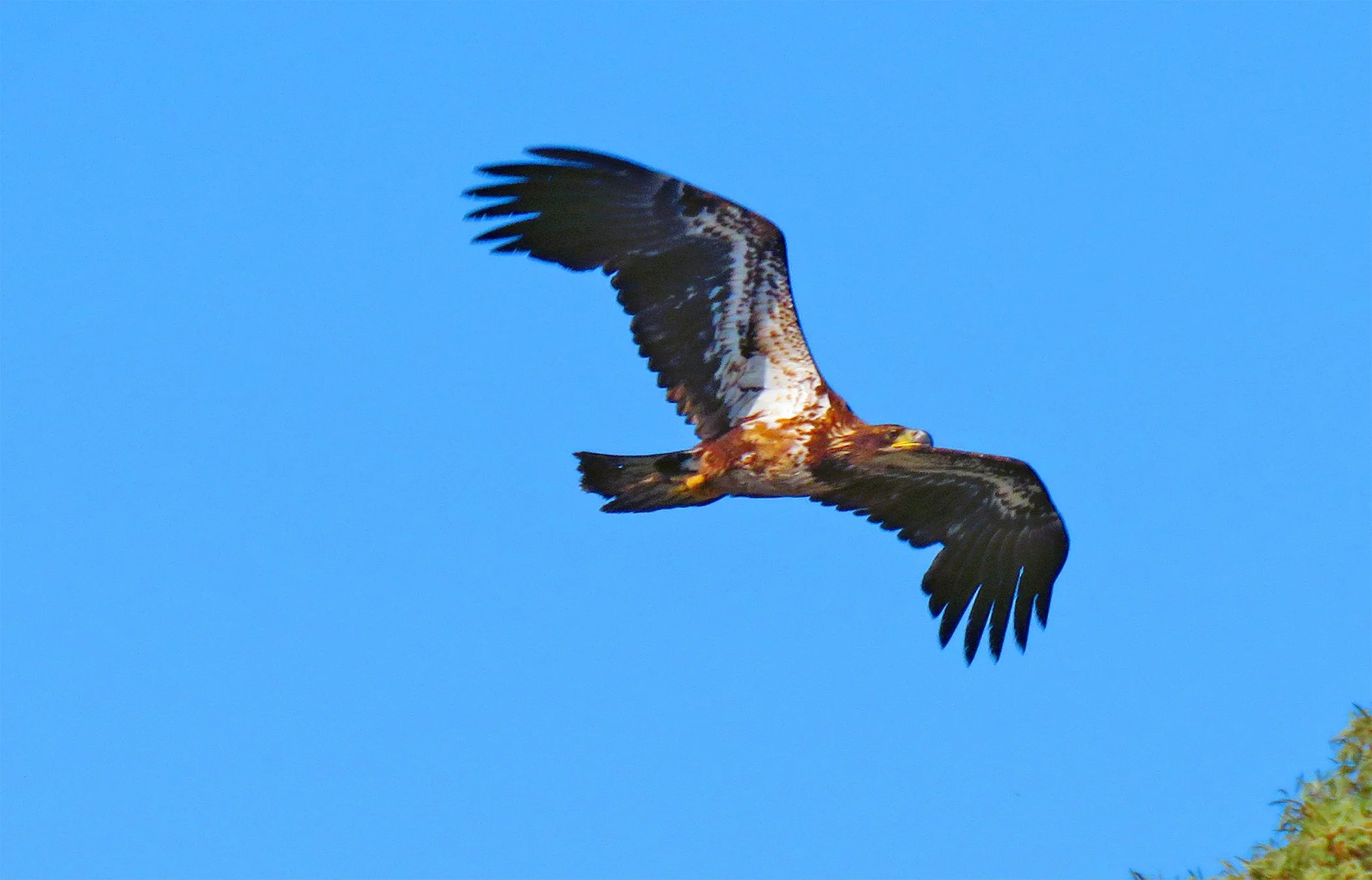 Flight_2893 copy.jpg