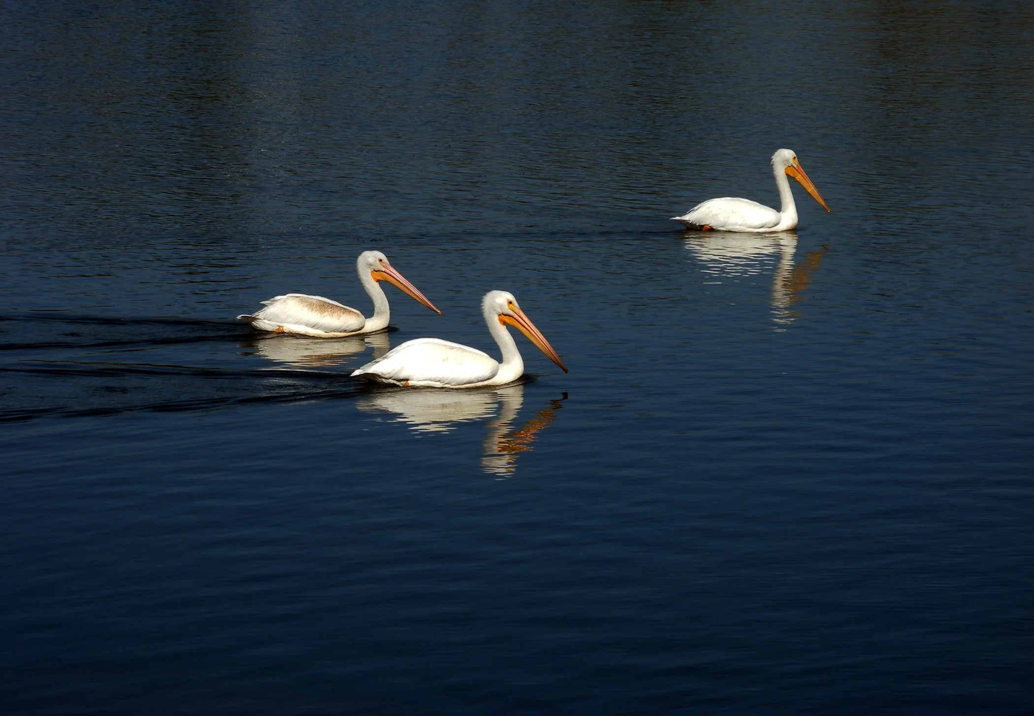 Pelicans 2389 copy.jpg