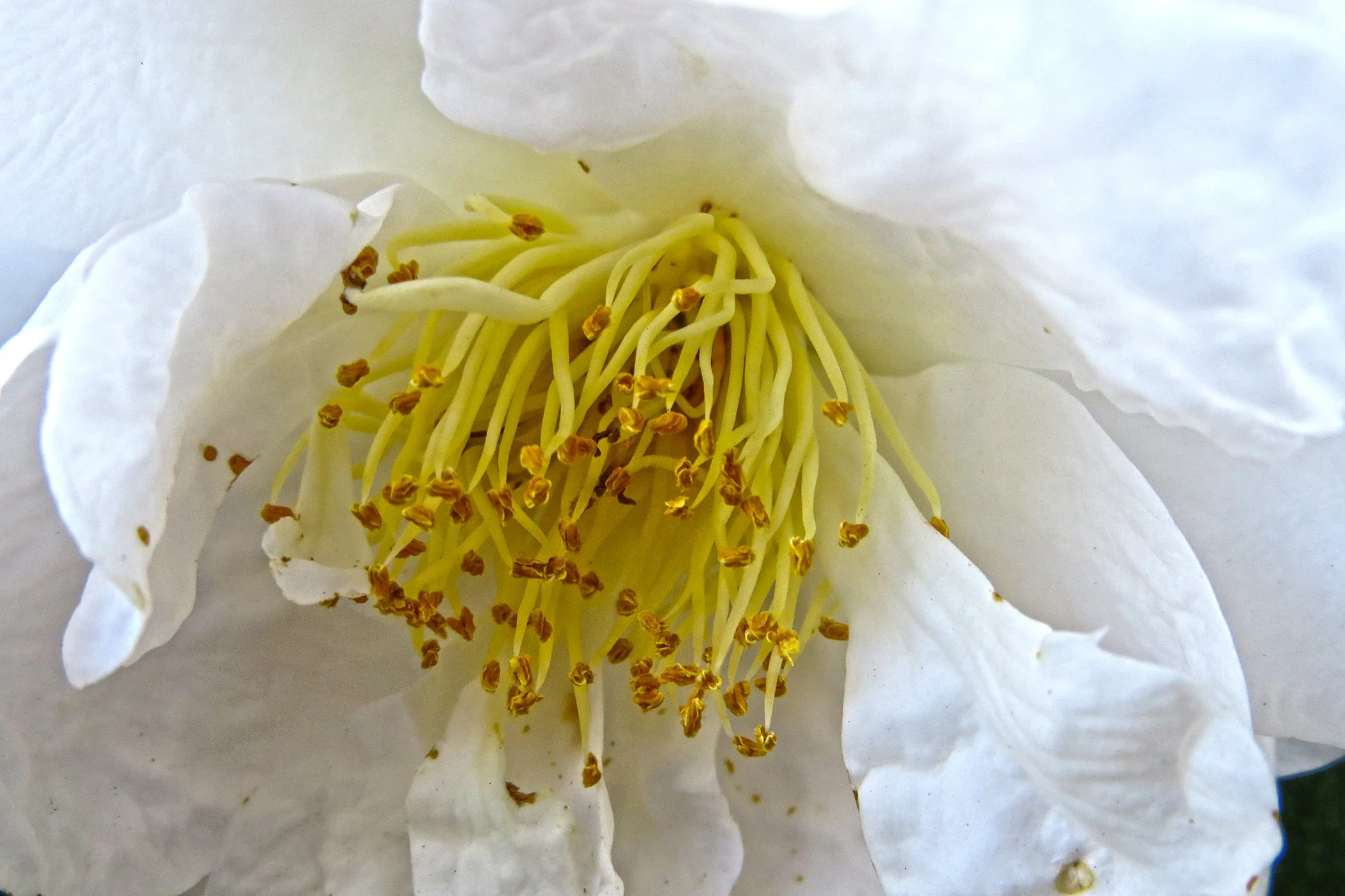 White Rose__8161 copy.jpg