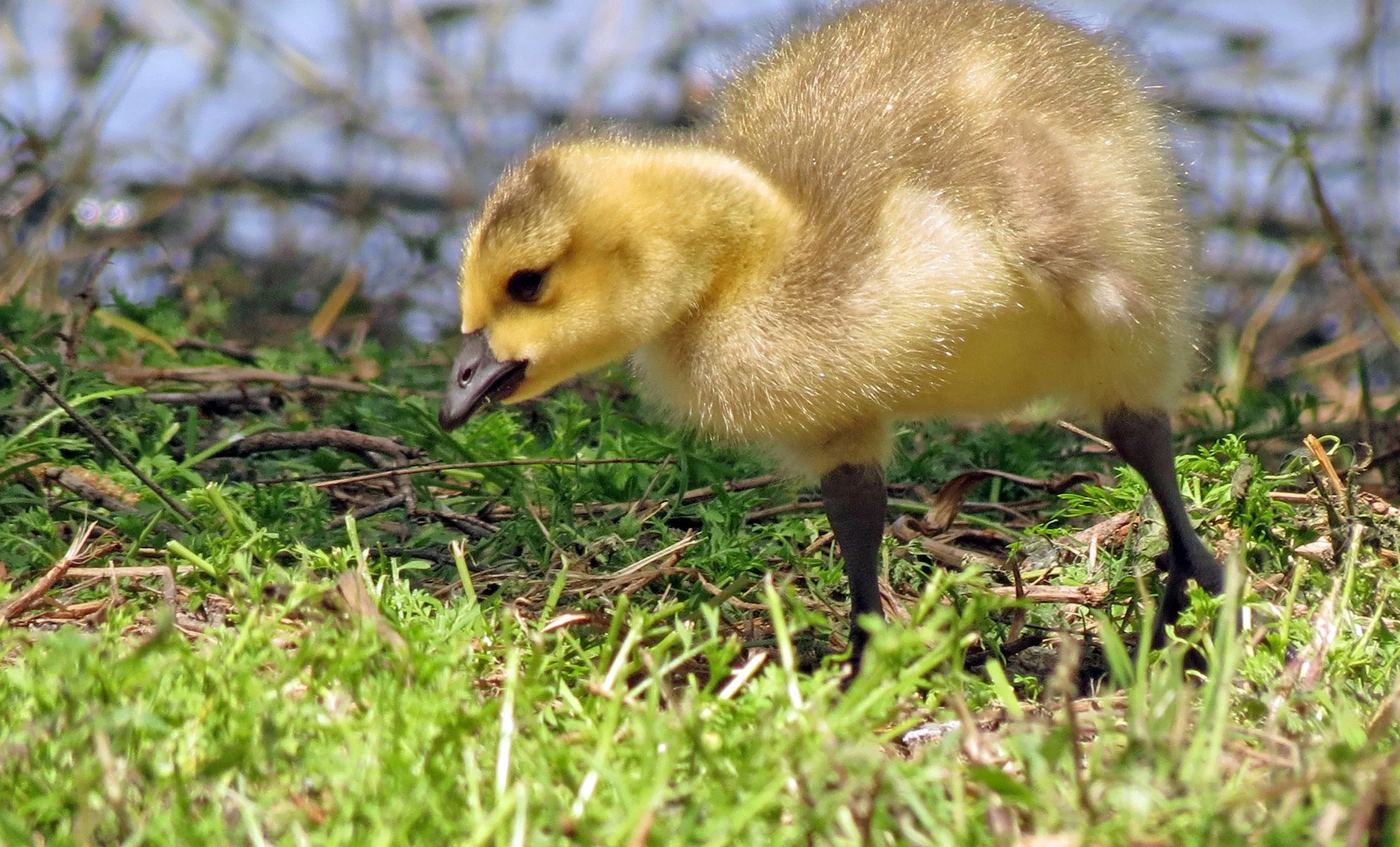 Baby goose_3197 copy.jpg