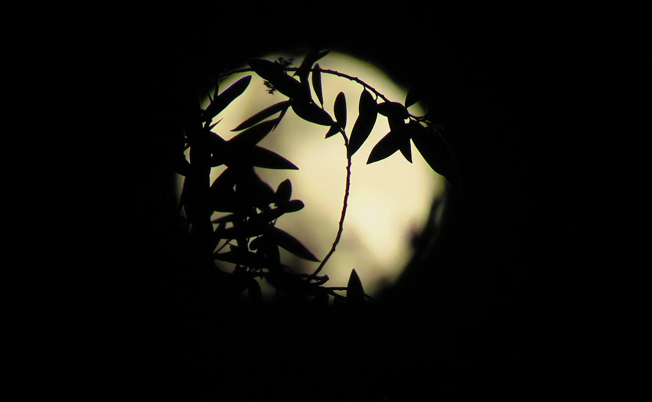 Zen Moon_9375 copy.jpg