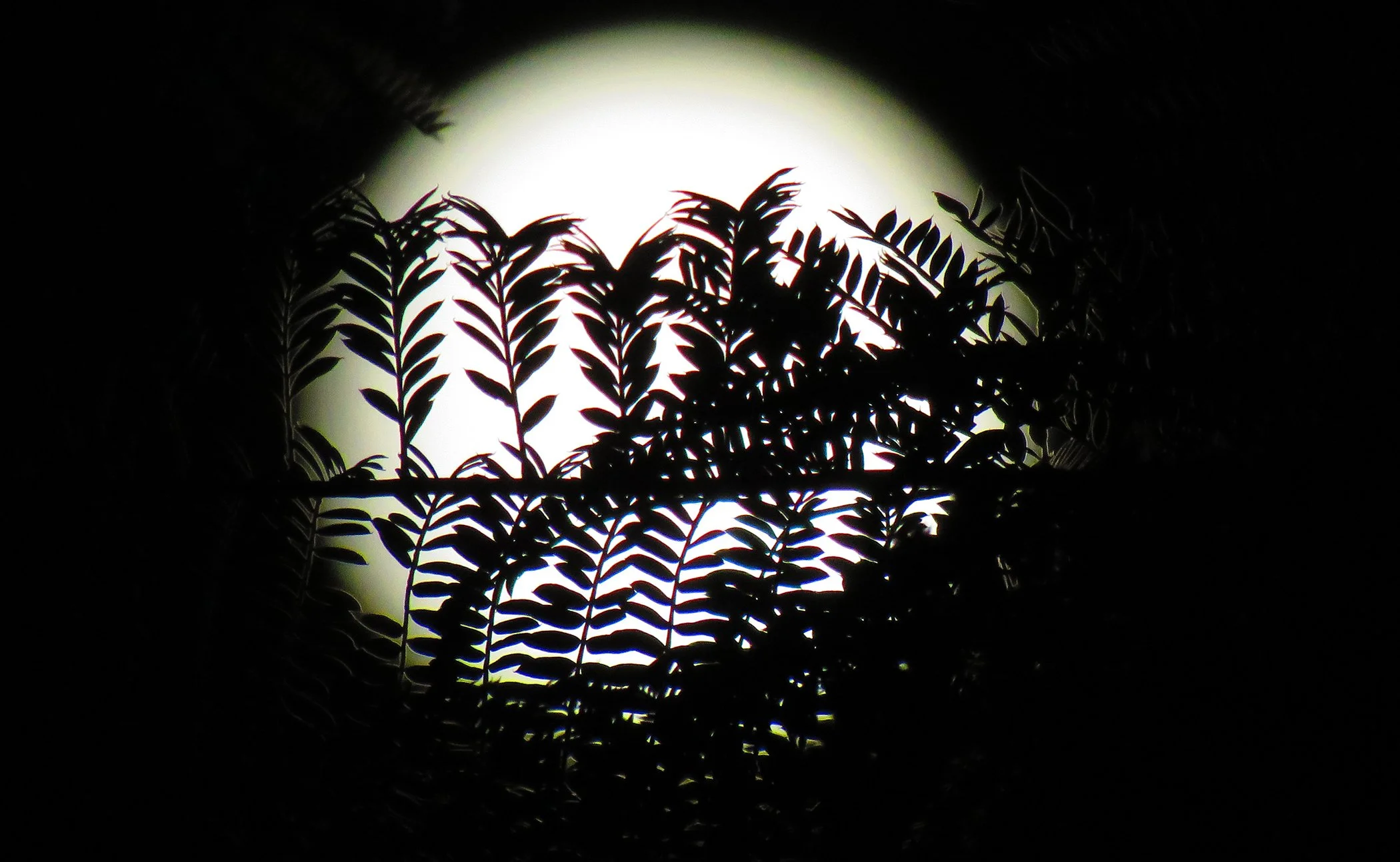 Zen Moon_0620 copy.jpg