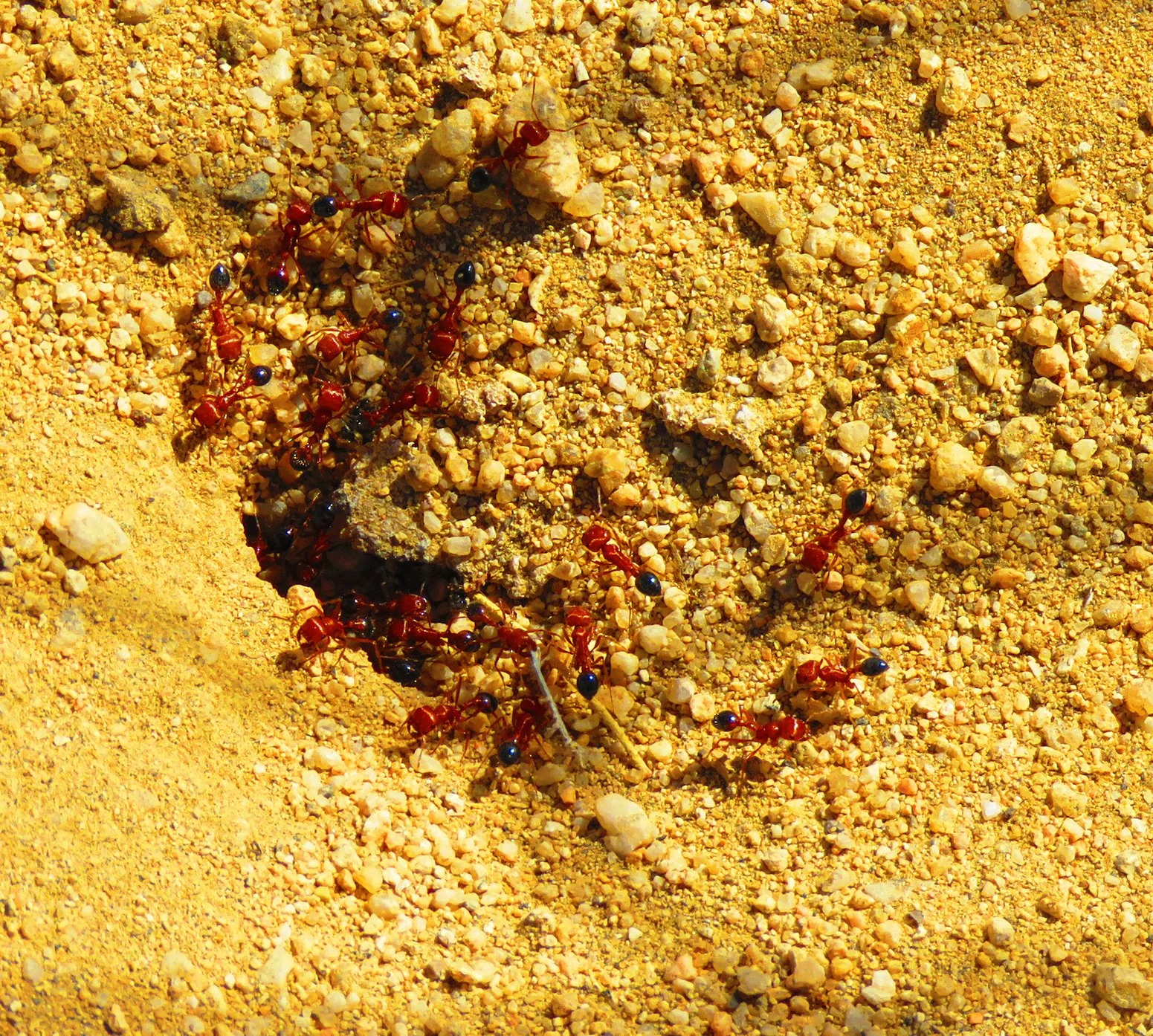 Ant Hill_5900 copy.jpg