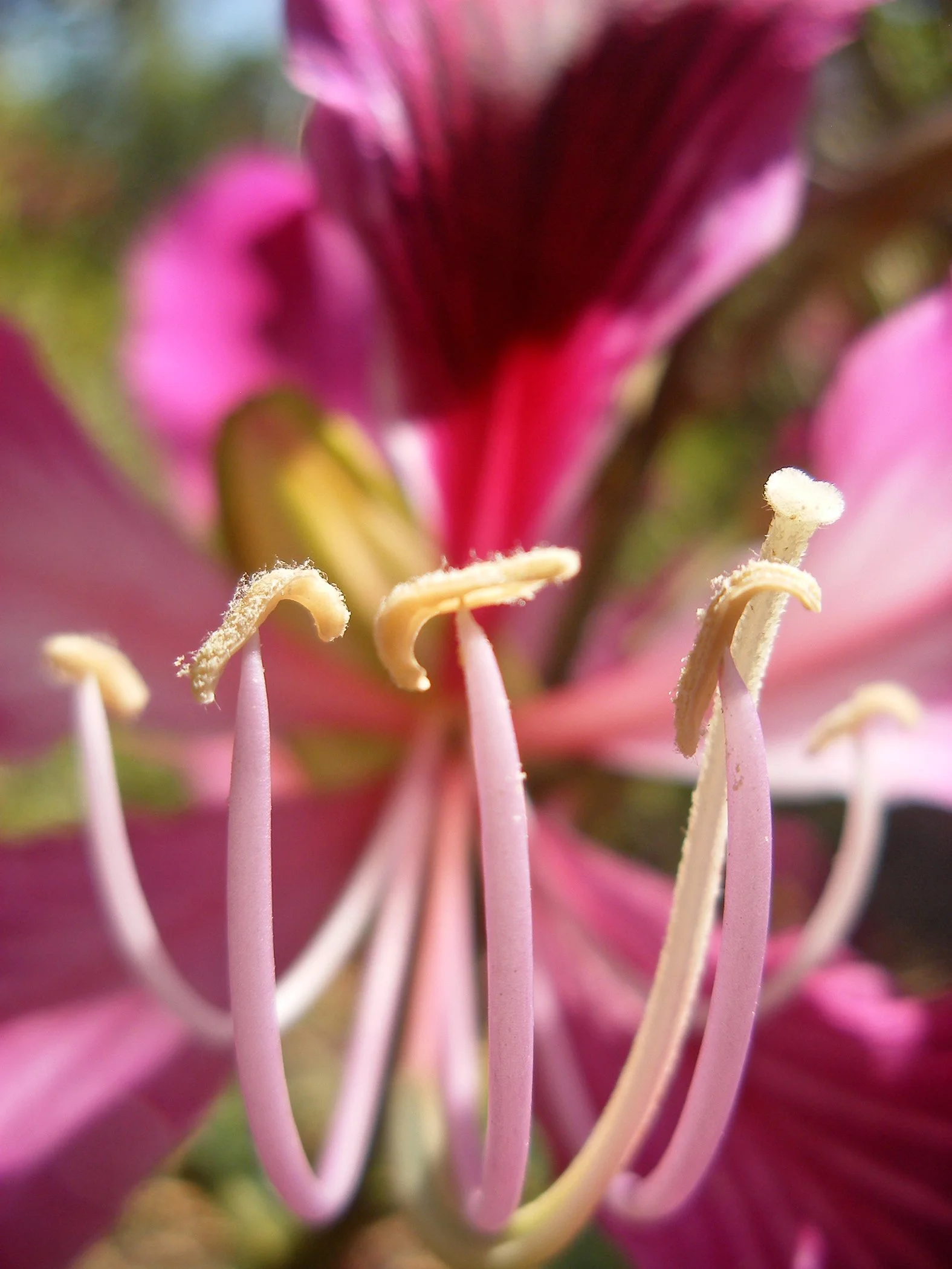 Flower 4533 copy.jpg