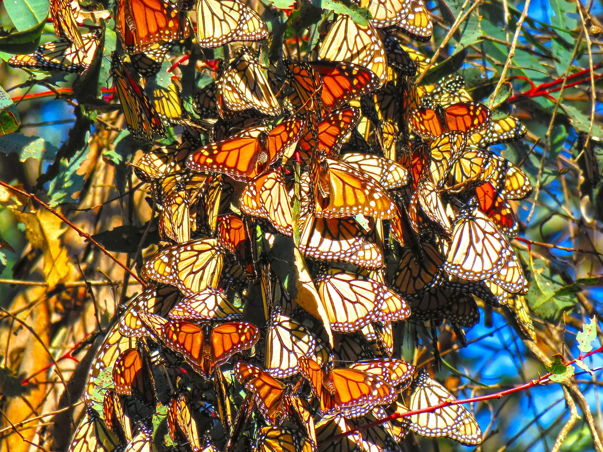 1 Butterflys_0177.jpg