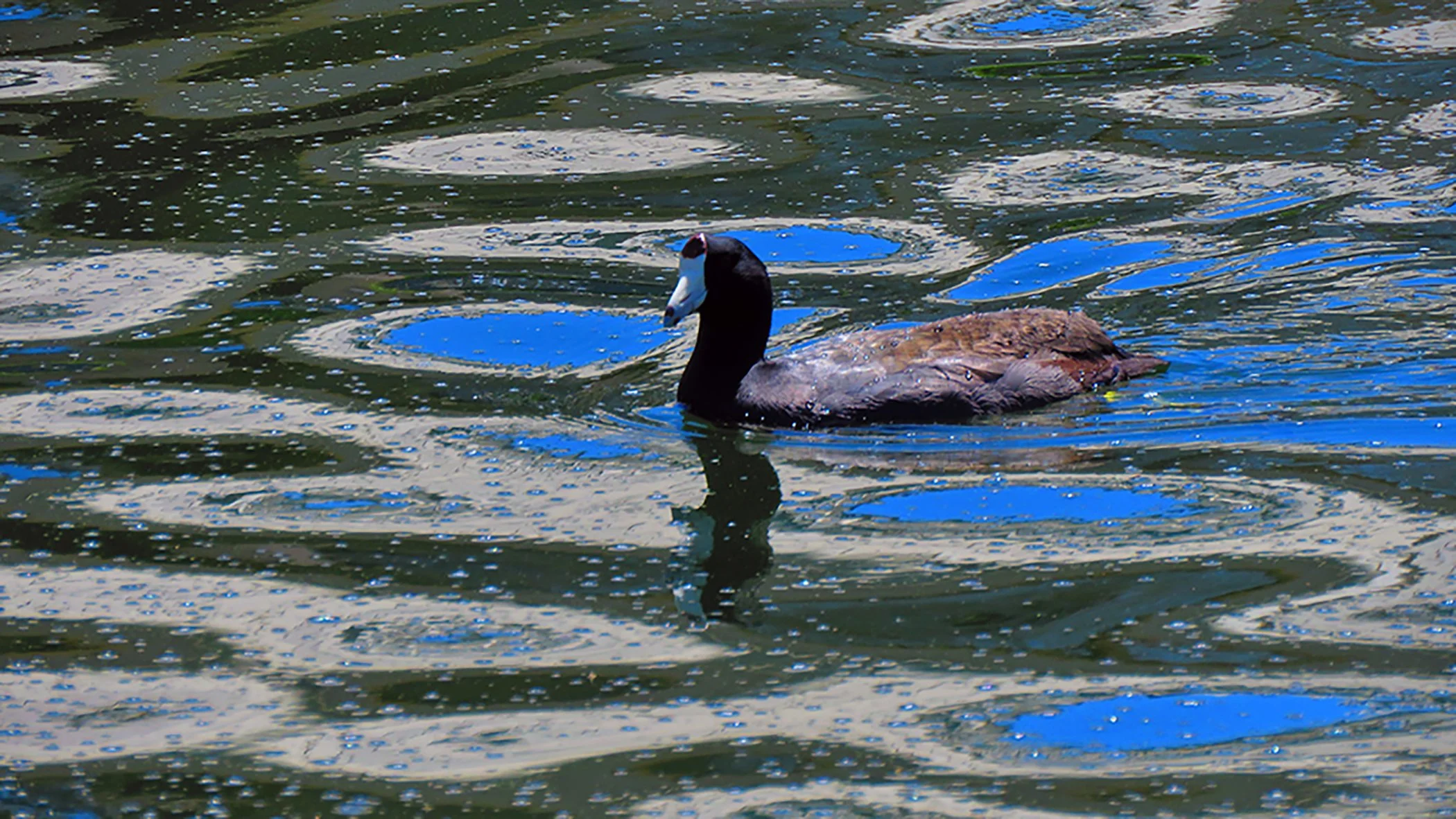 Japanese Garden_8775.jpg