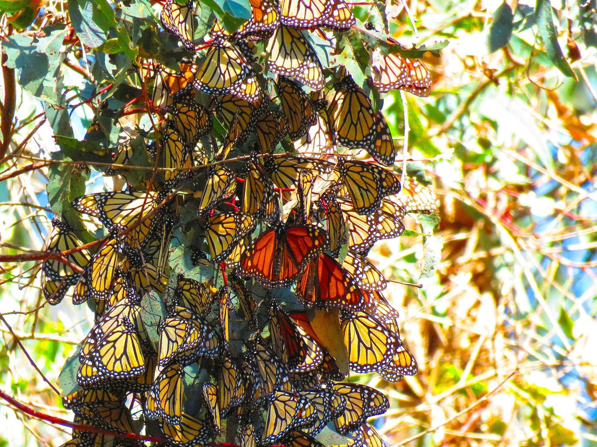 Butterflys_0535.jpg