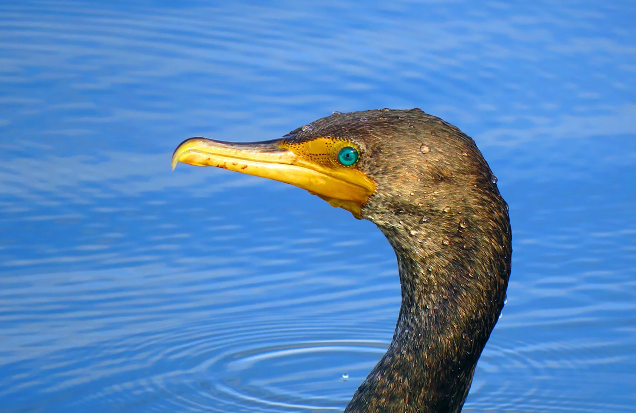 Cormoranth_9301 copy.jpg