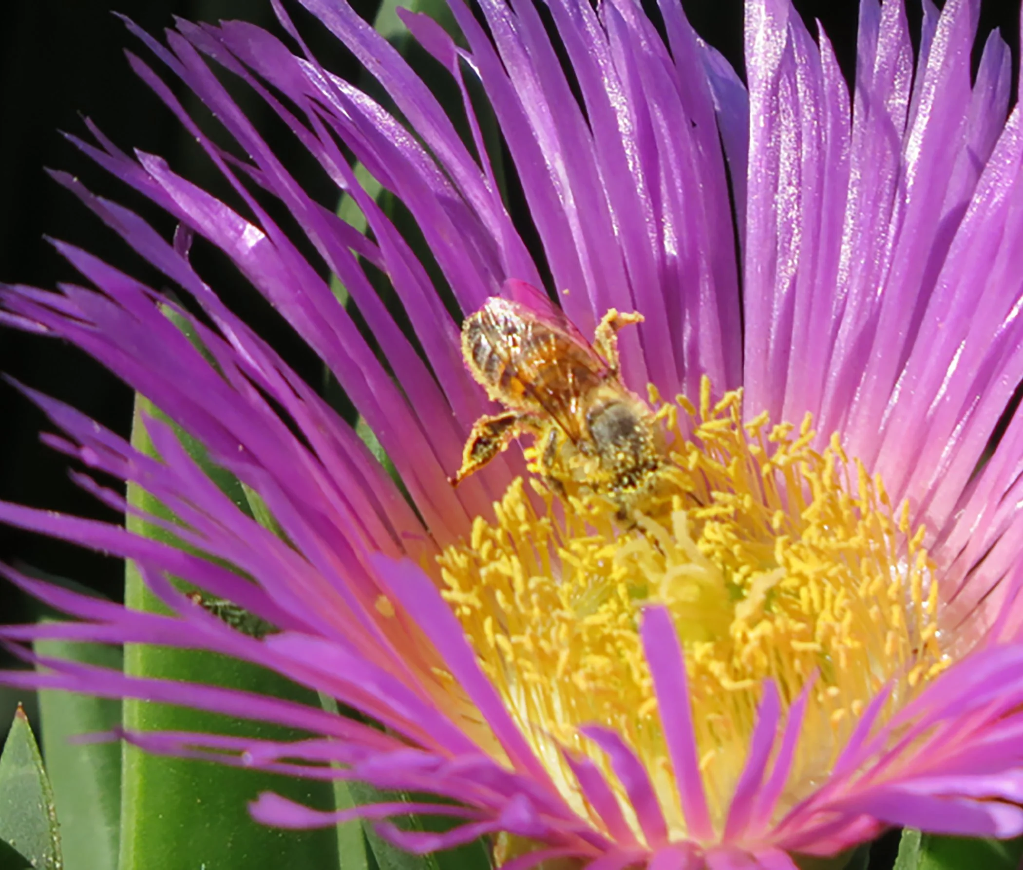 Pink Blossom _0122 copy 2.jpg