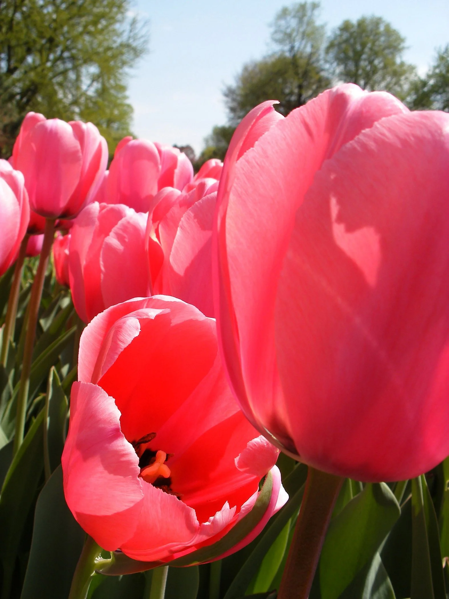 V - Albany Tulips copy.jpg