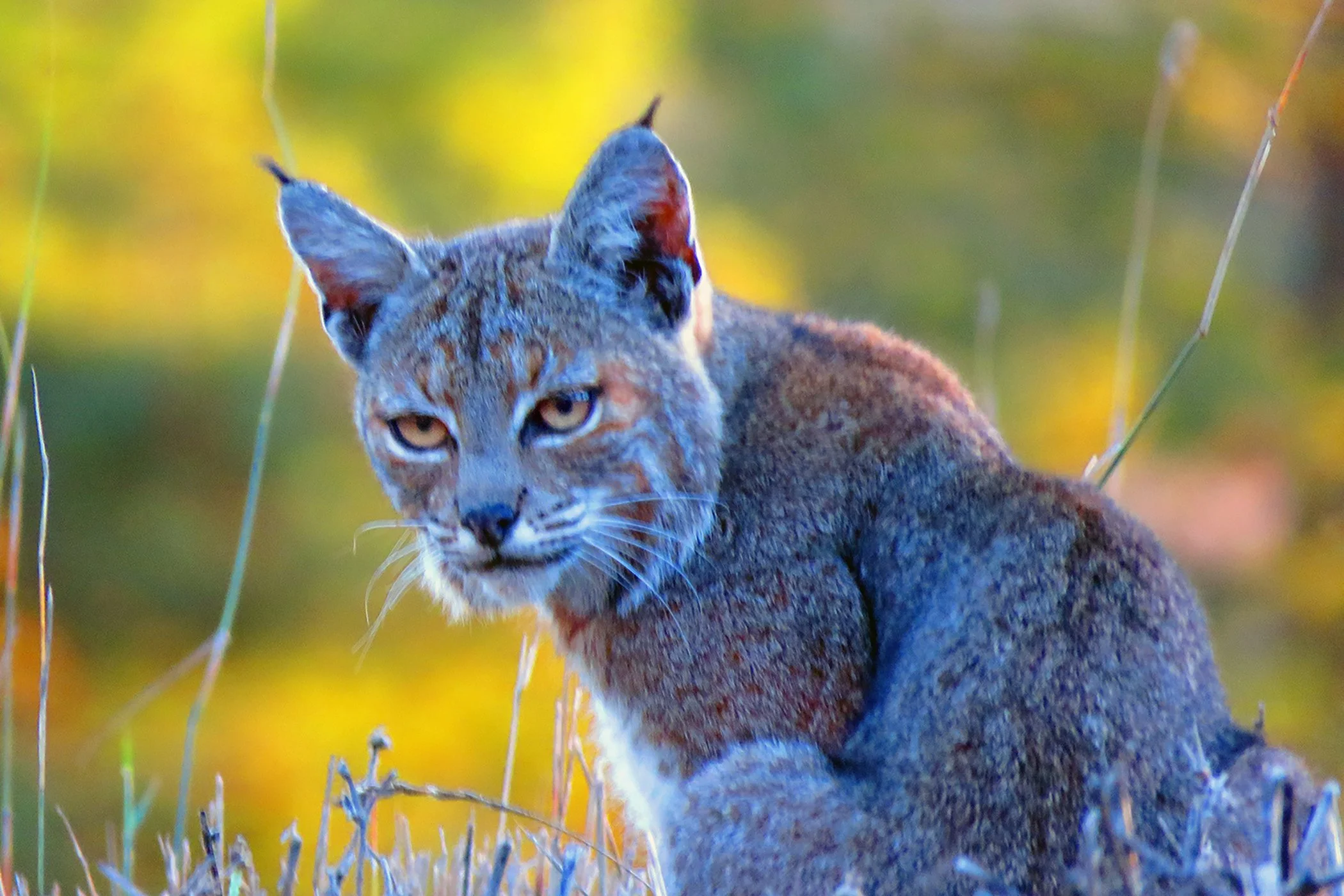Bobcat, Djerassi