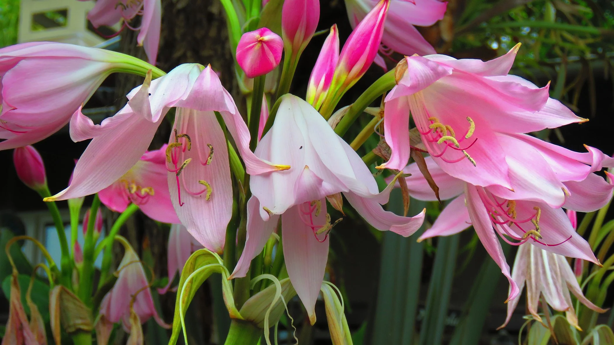 Flower _9325 copy.jpg