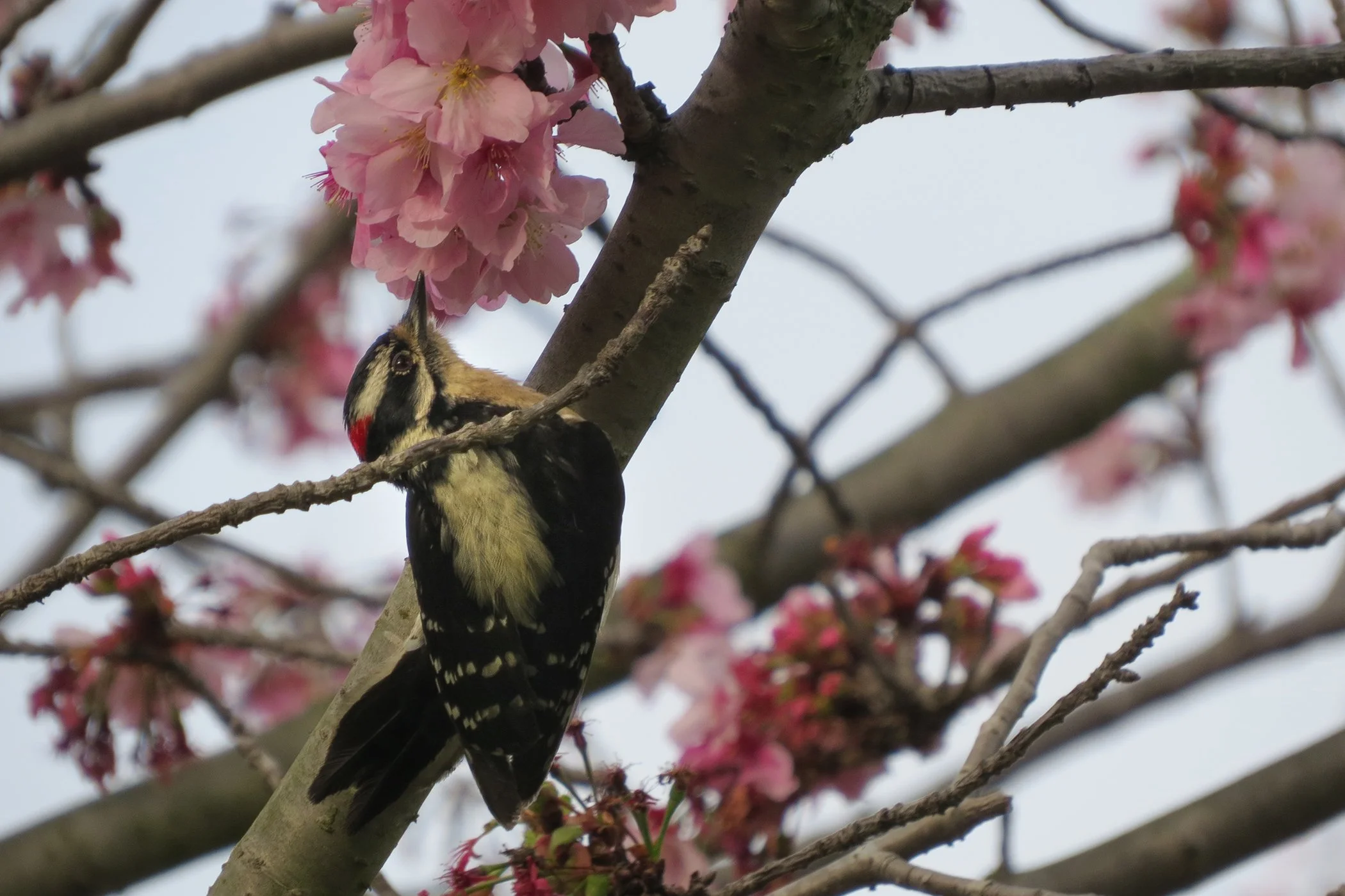 Bird with Flowers_0726 copy.jpg