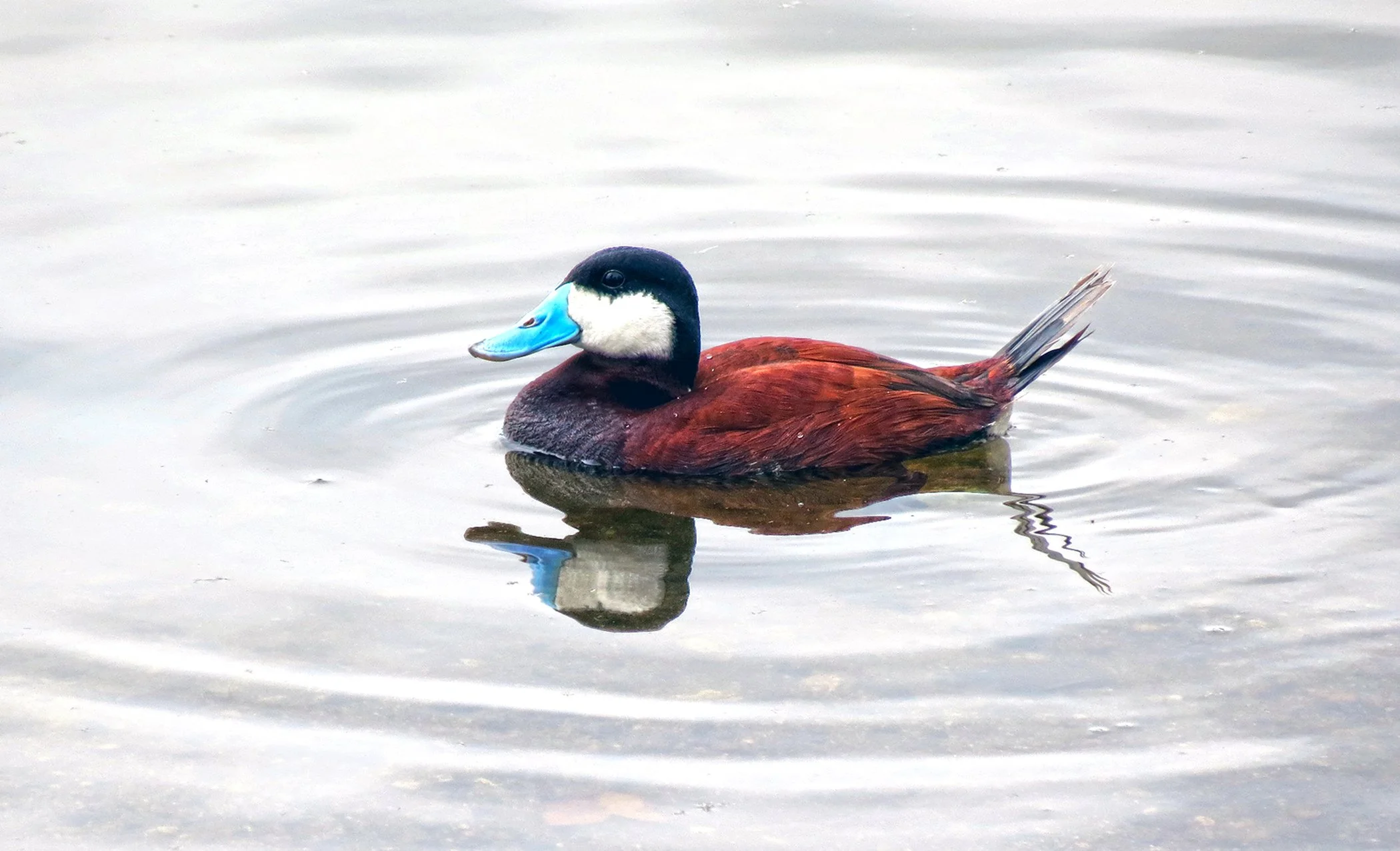 Blue Billed_3306 copy.jpg