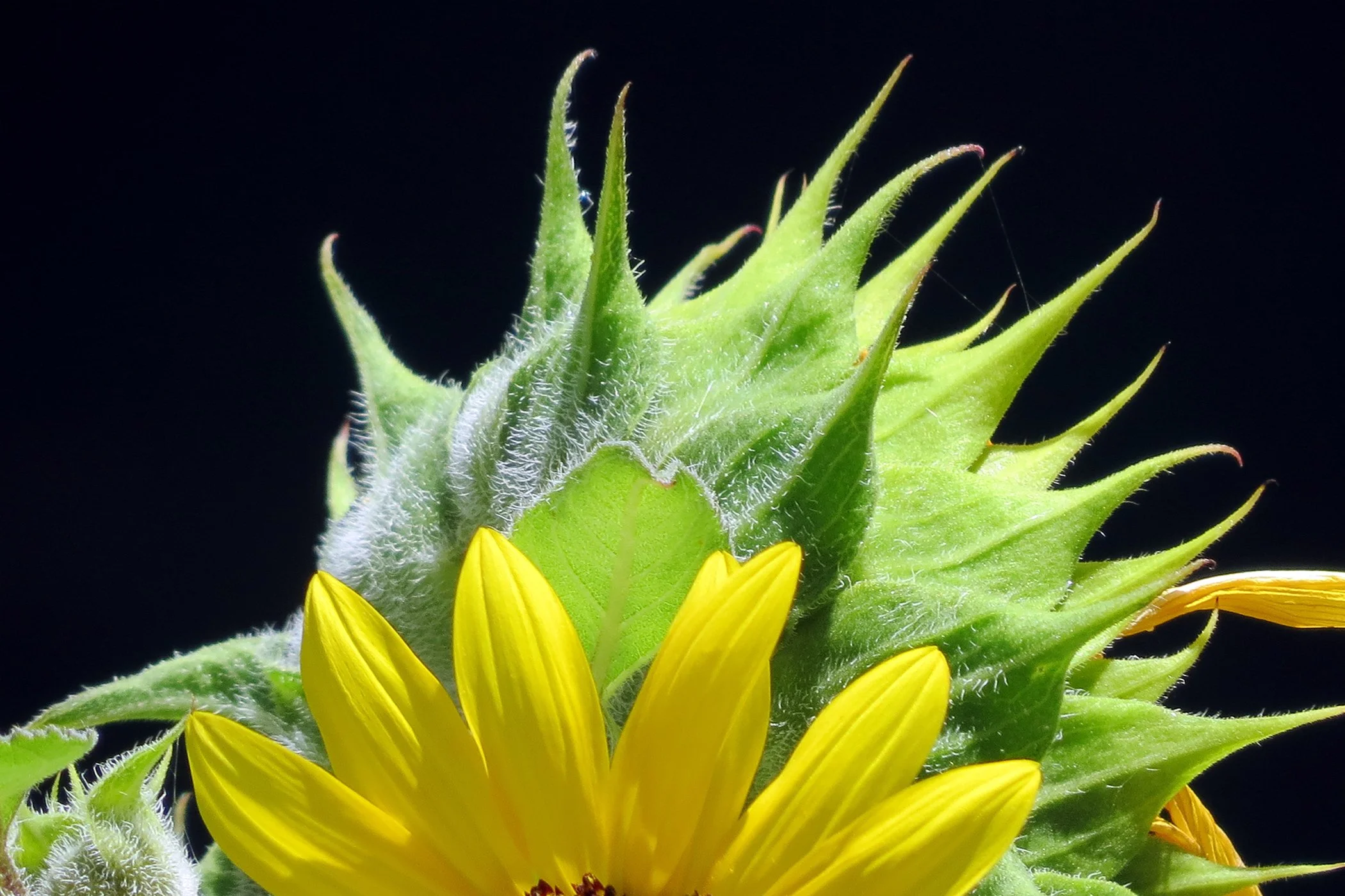 Sun Flower_3378 copy.jpg